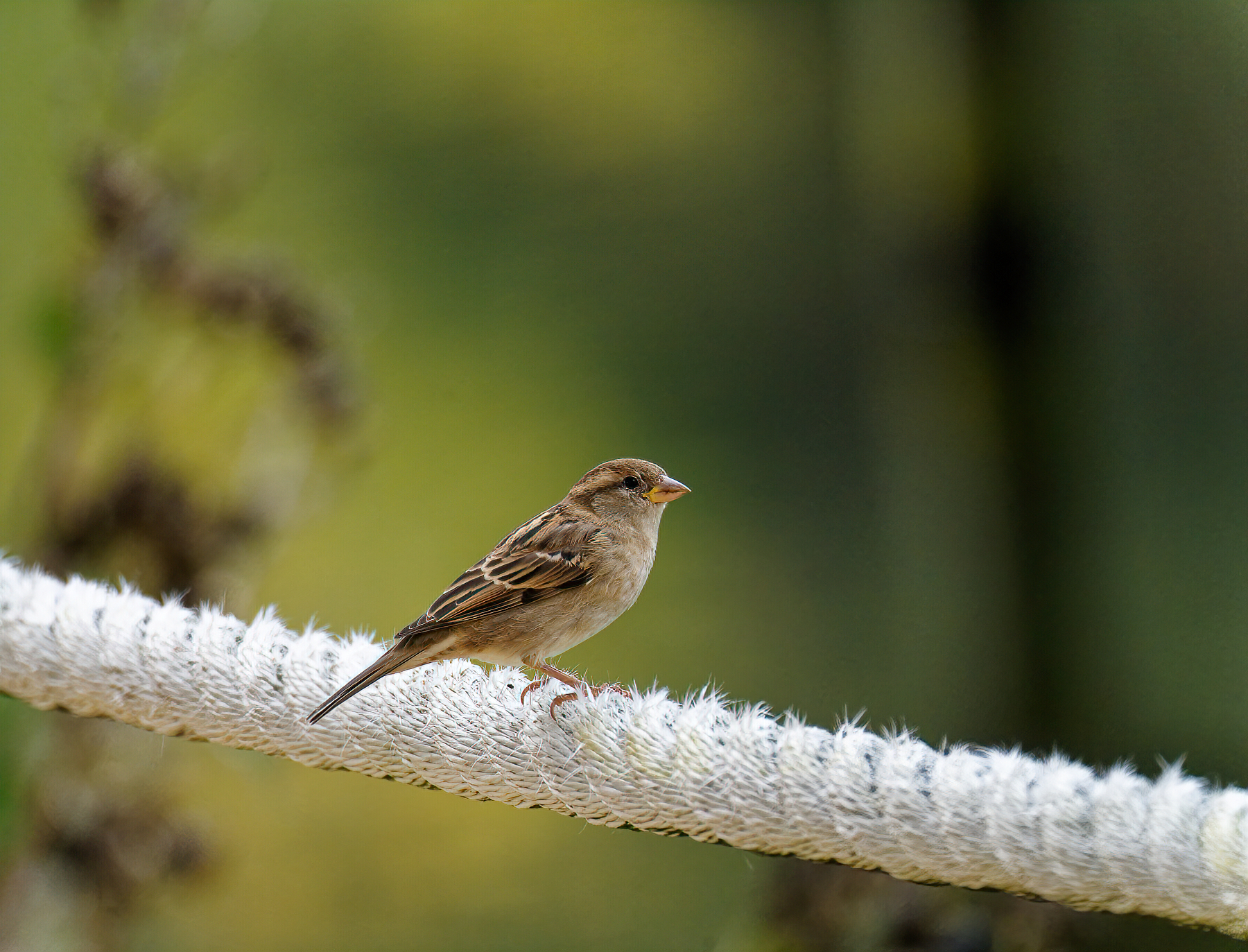 Bird on a Rope.jpeg