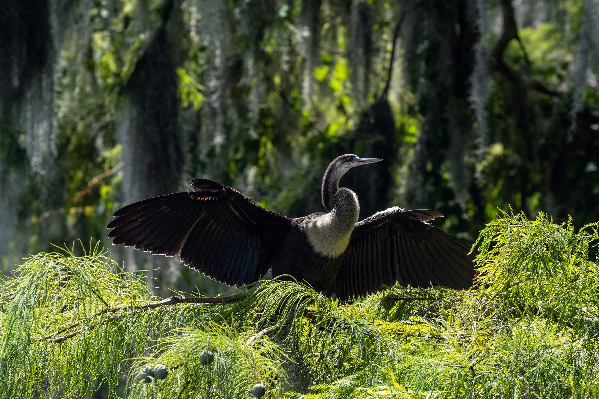 Bird3 - A7RIII-200c-2000px.jpg