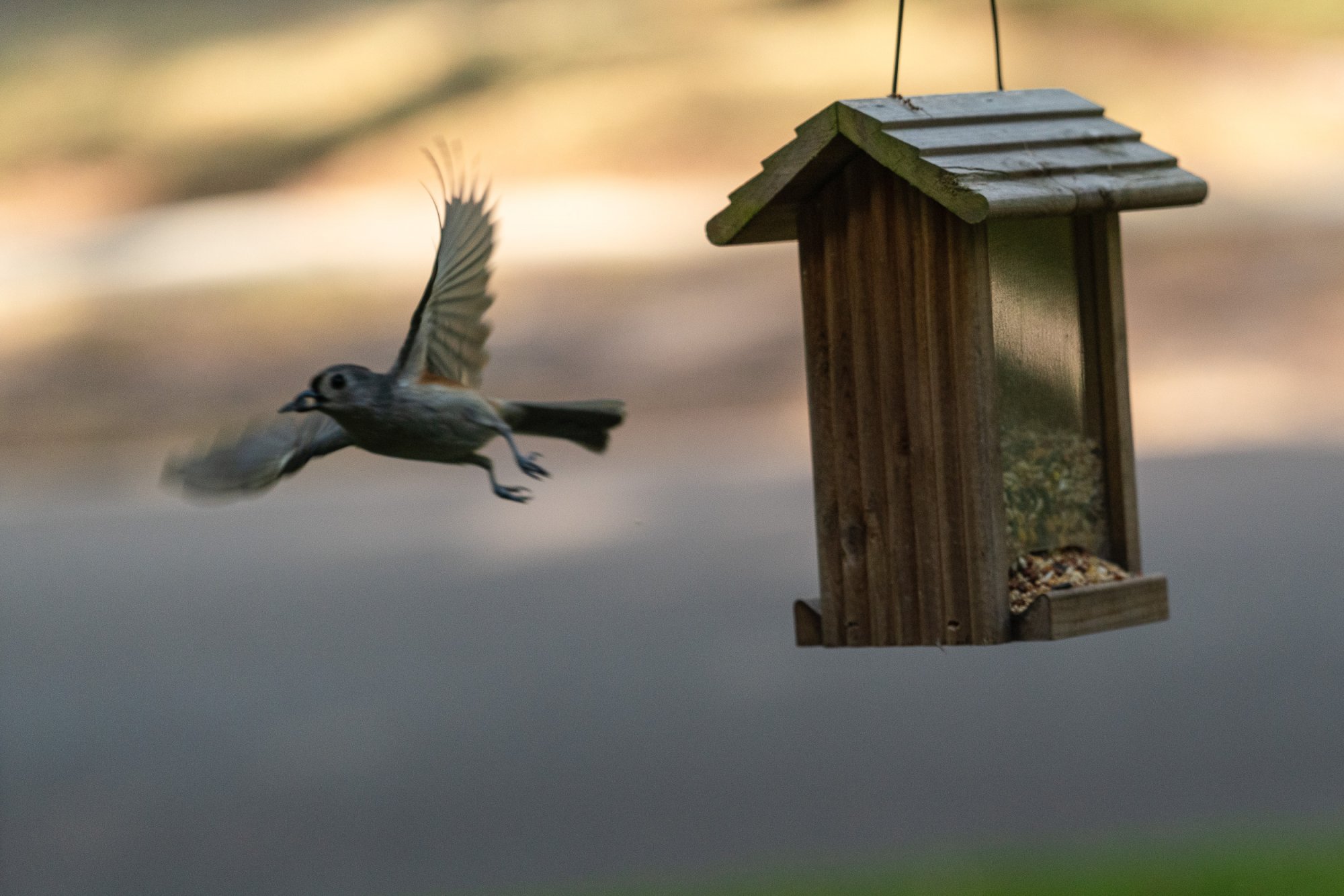 Birdfeeder-2500px-11.jpg