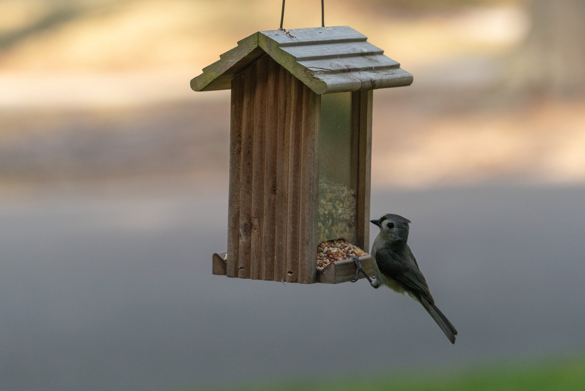 Birdfeeder-2500px-15.jpg