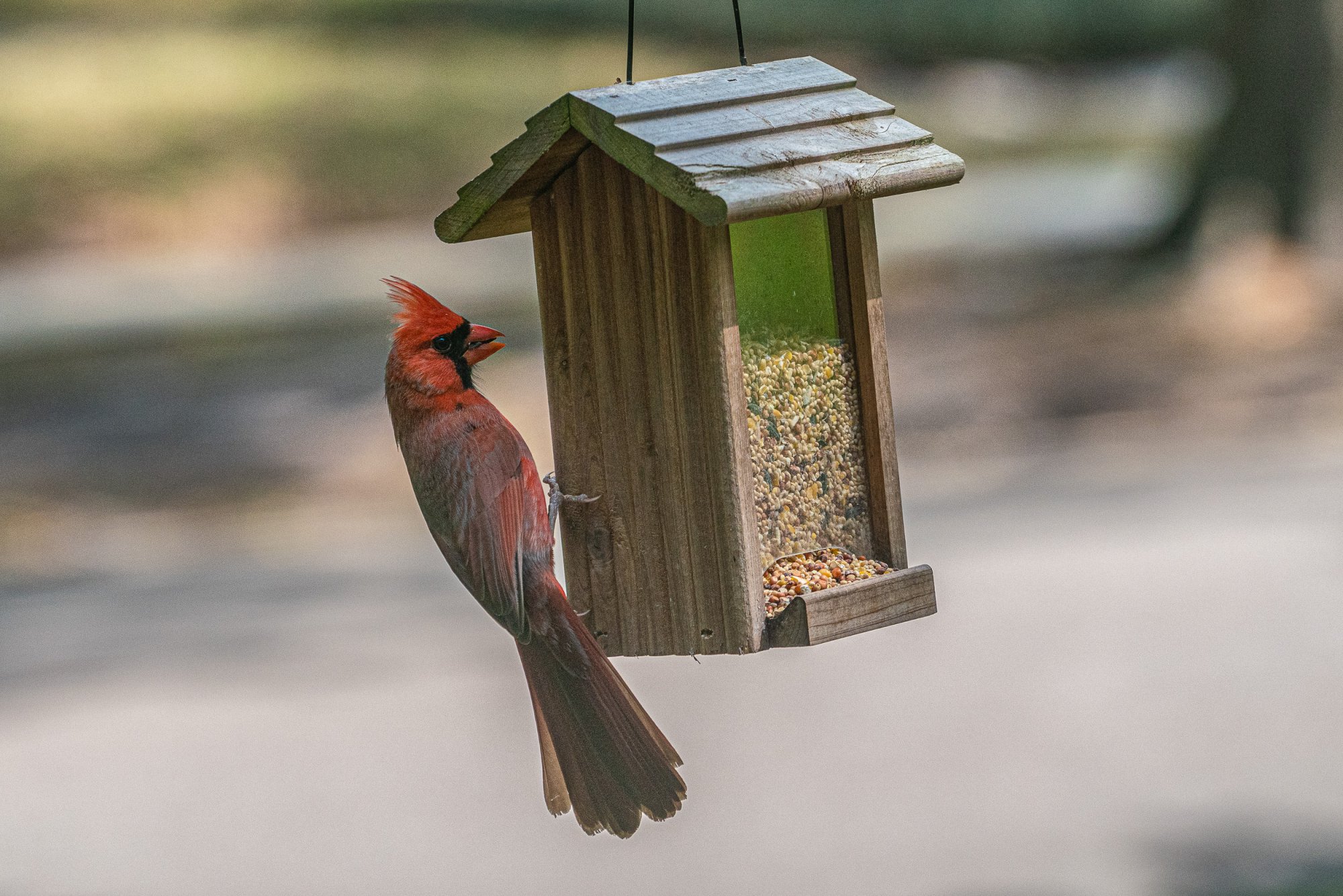 Birdfeeder-2500px-3.jpg