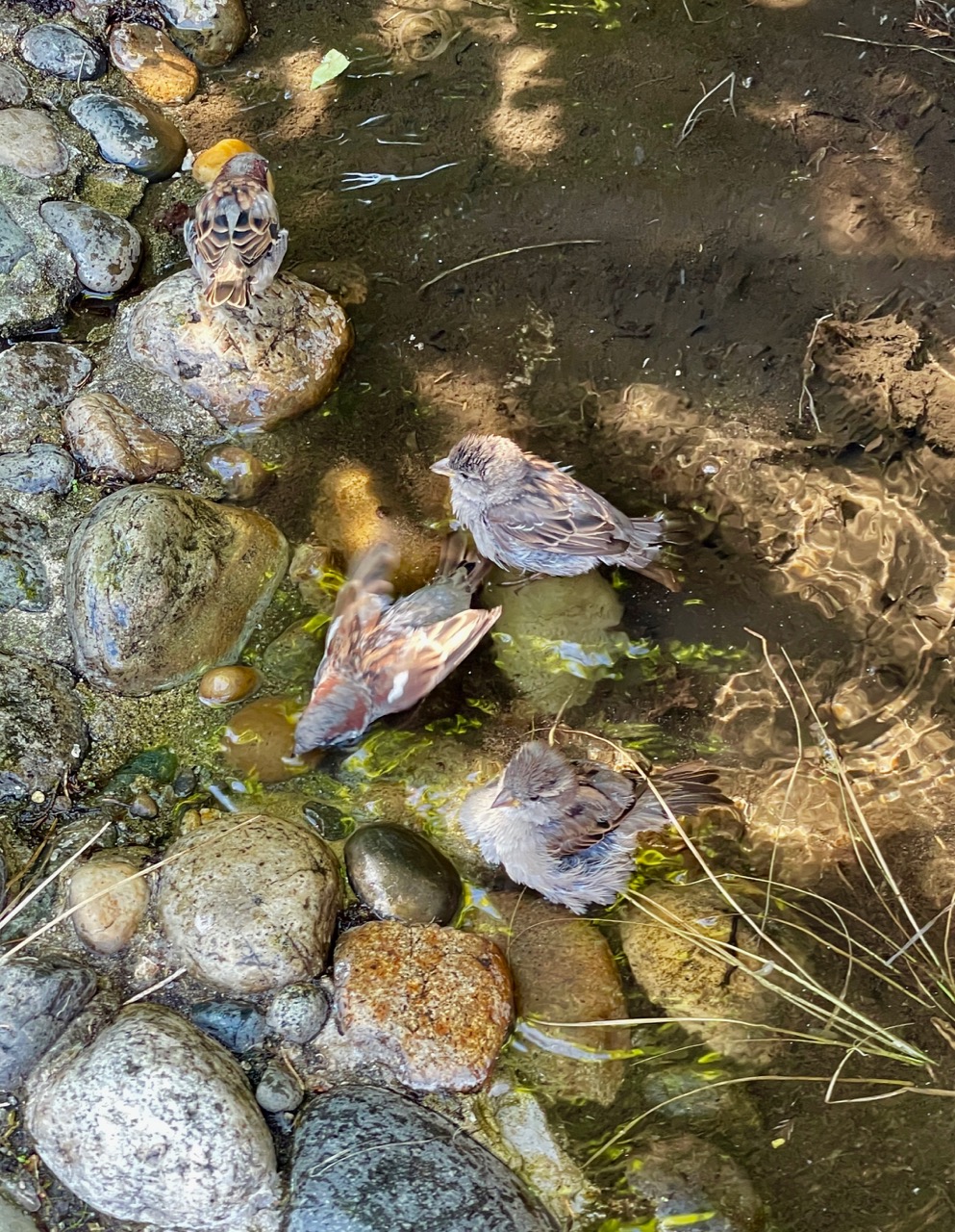 Birds bath.jpg