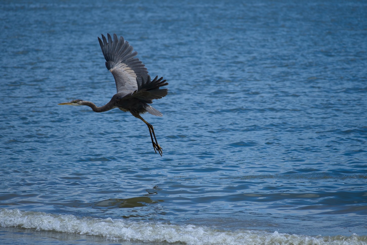 Birds-BlueHeron.jpeg