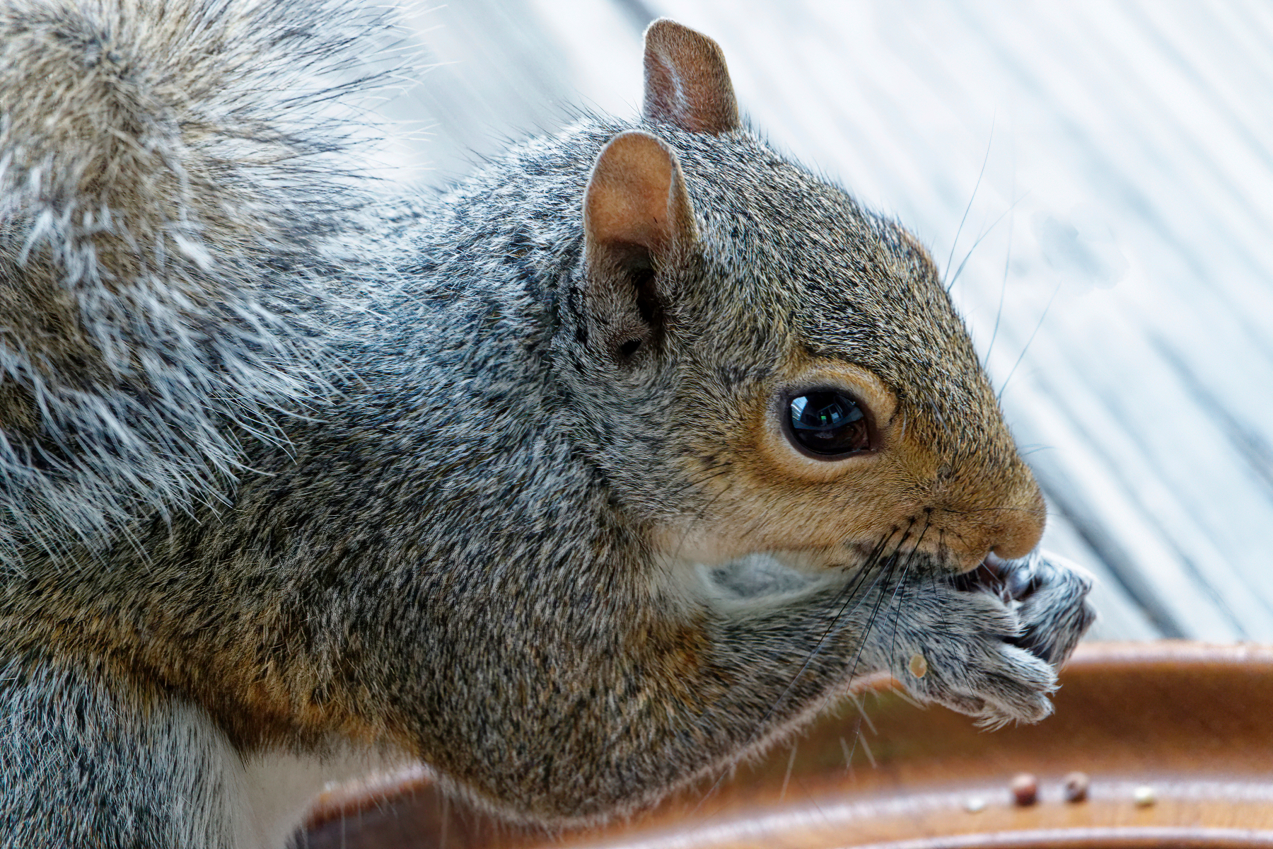 Birdseed is Pretty Tasty.jpeg