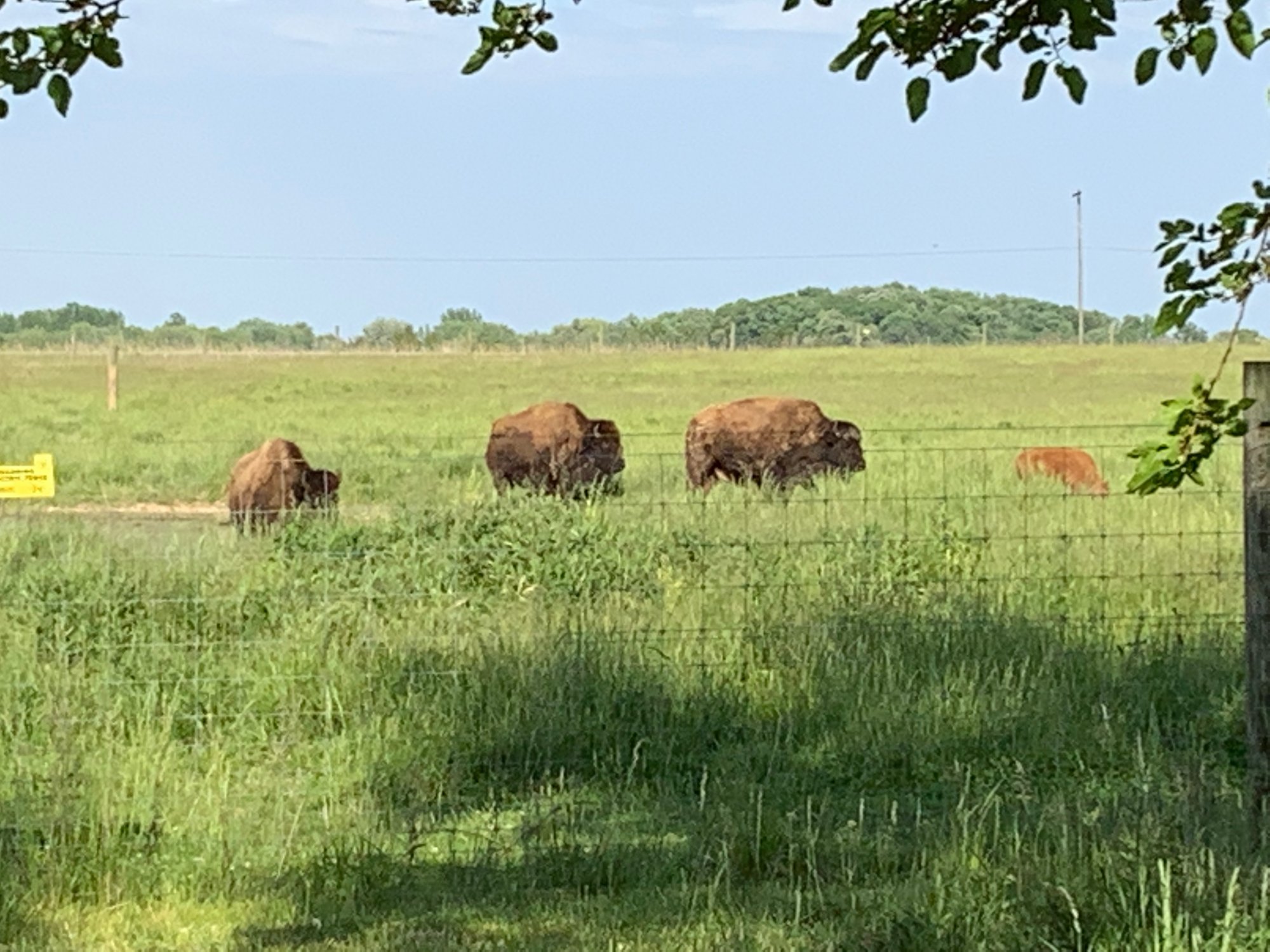 Bison at Basttelle Darby Creek - 3 adults and baby.jpeg