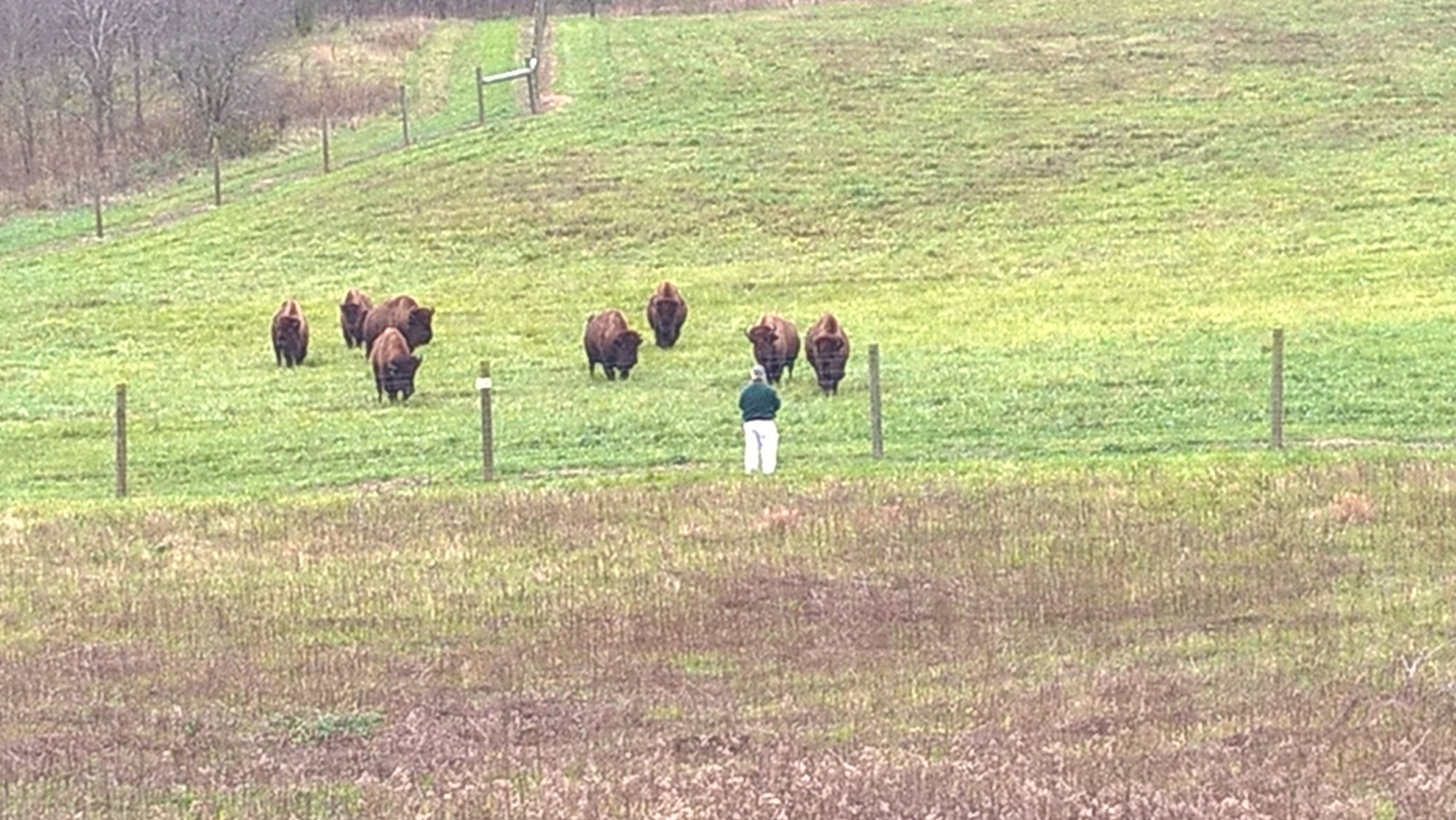 Bison at Battelle Darby park.jpg