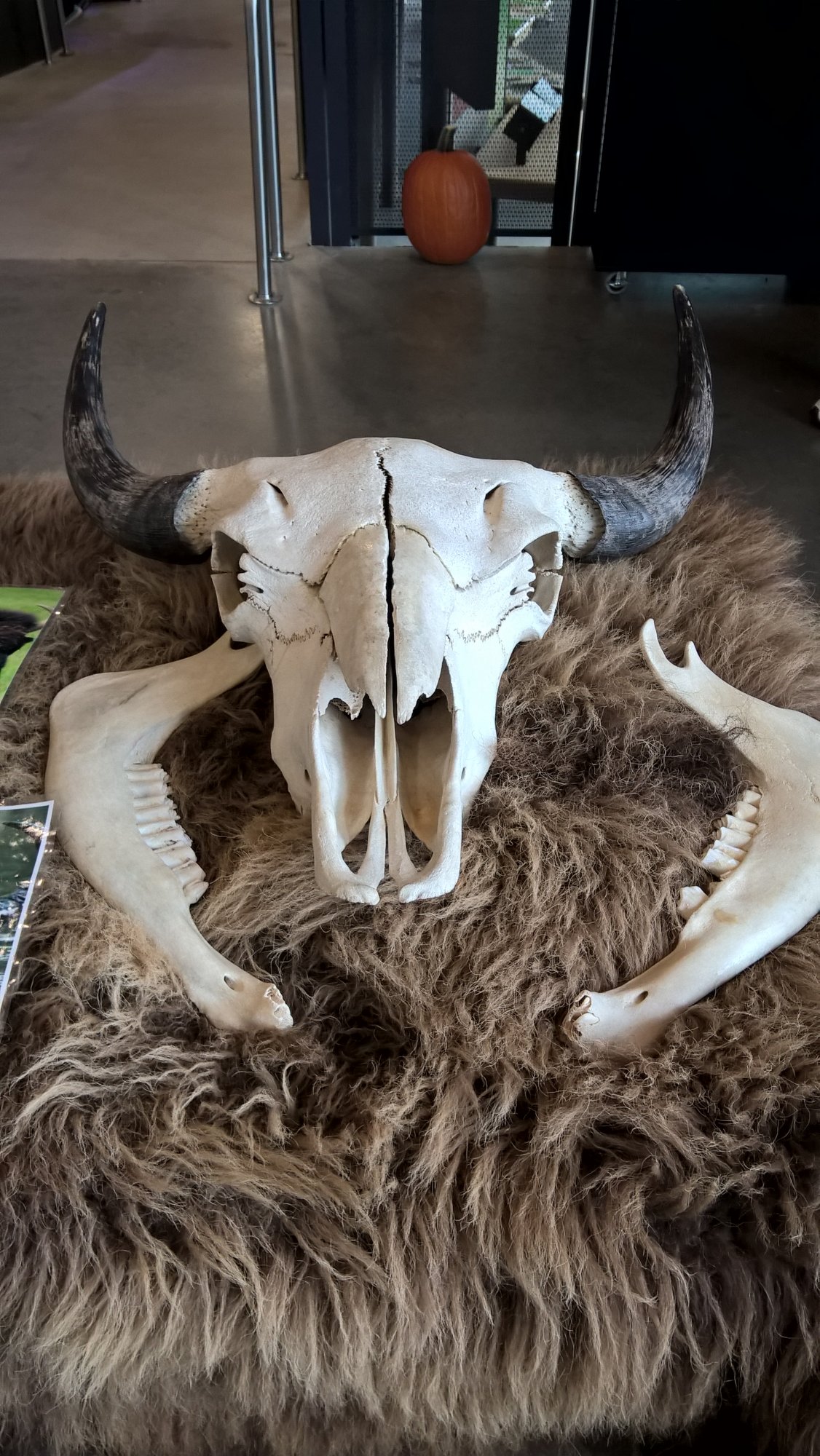 Bison skull.jpg