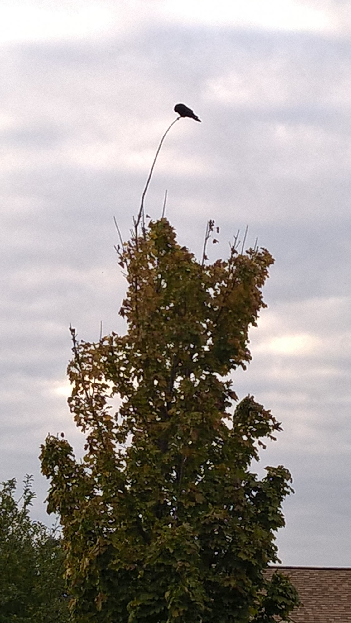 Black bird on top of tree 1.jpg