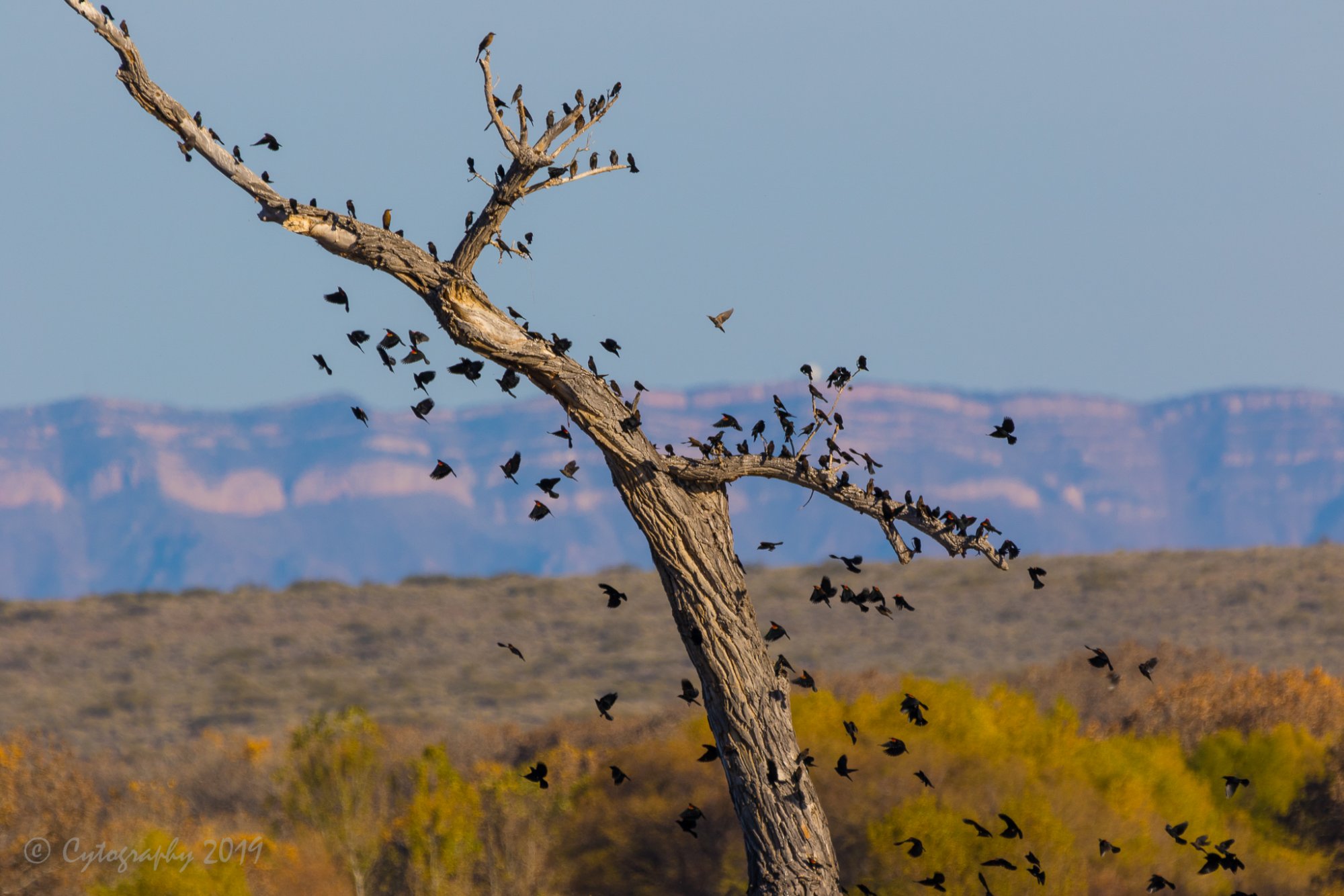 Black Birds-6316.jpg