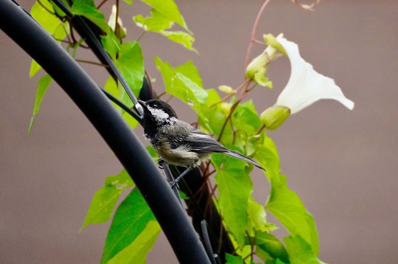 Black cap chickadee.jpg