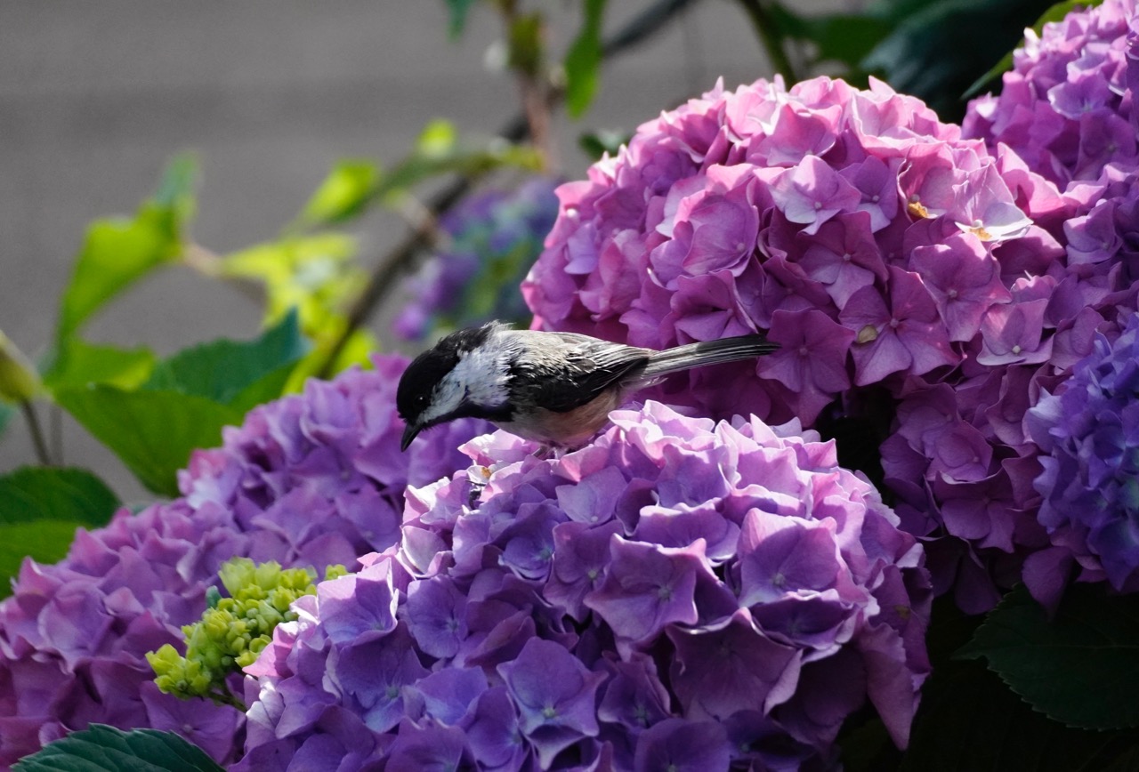 Black-Capped chickadee Hydrangea.jpg