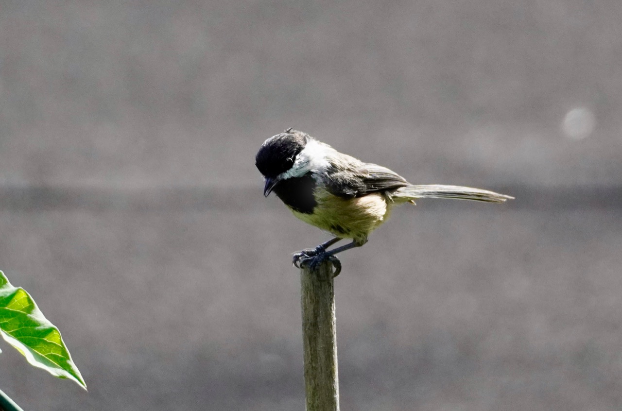 Black-Capped chickadee.jpg