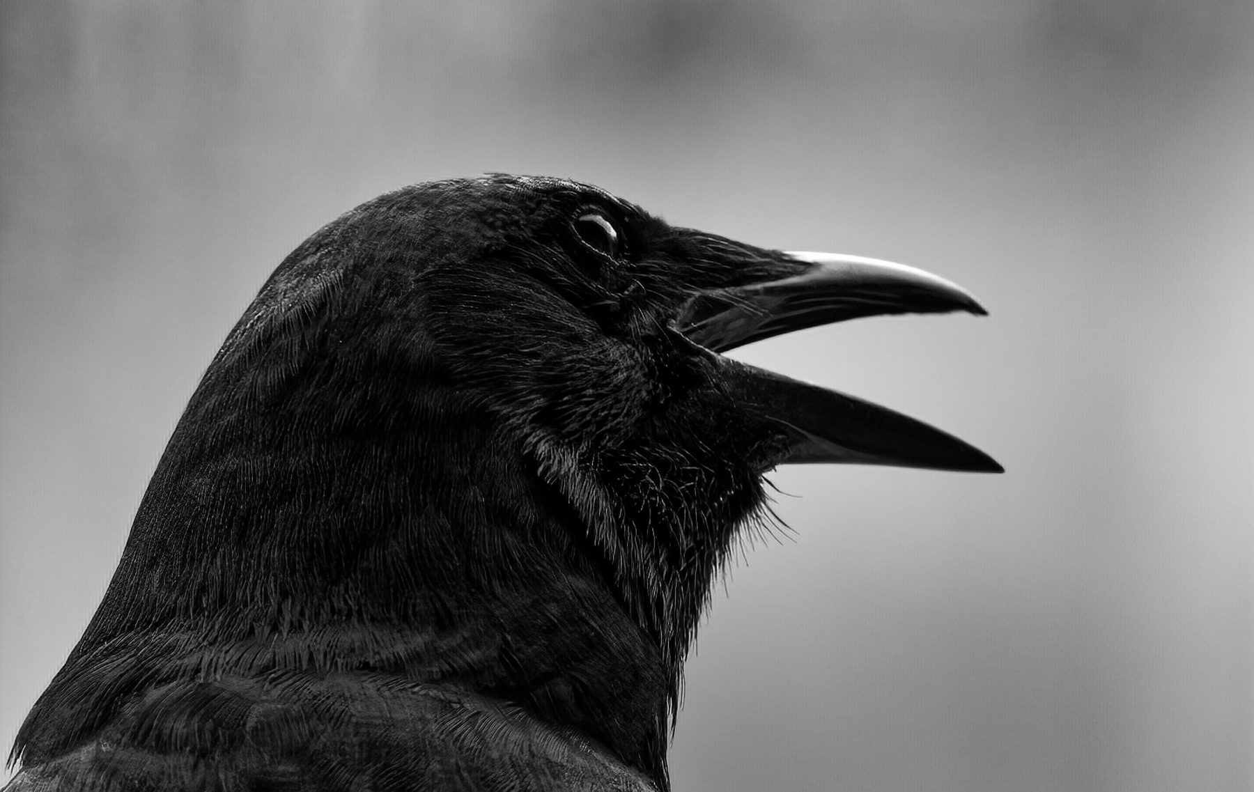 Black Crow in Black and White.jpeg