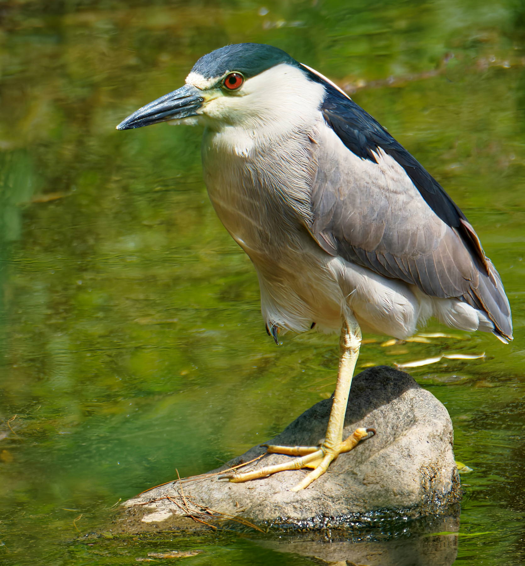 Black-Crowned Night Heron 3.jpeg