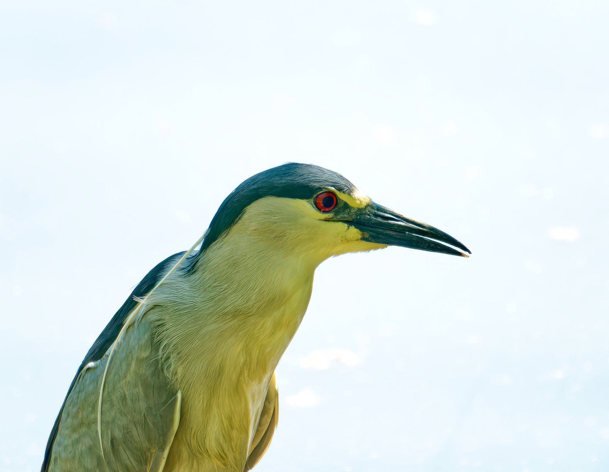 Black-Crowned Night Heron Closeup.jpeg