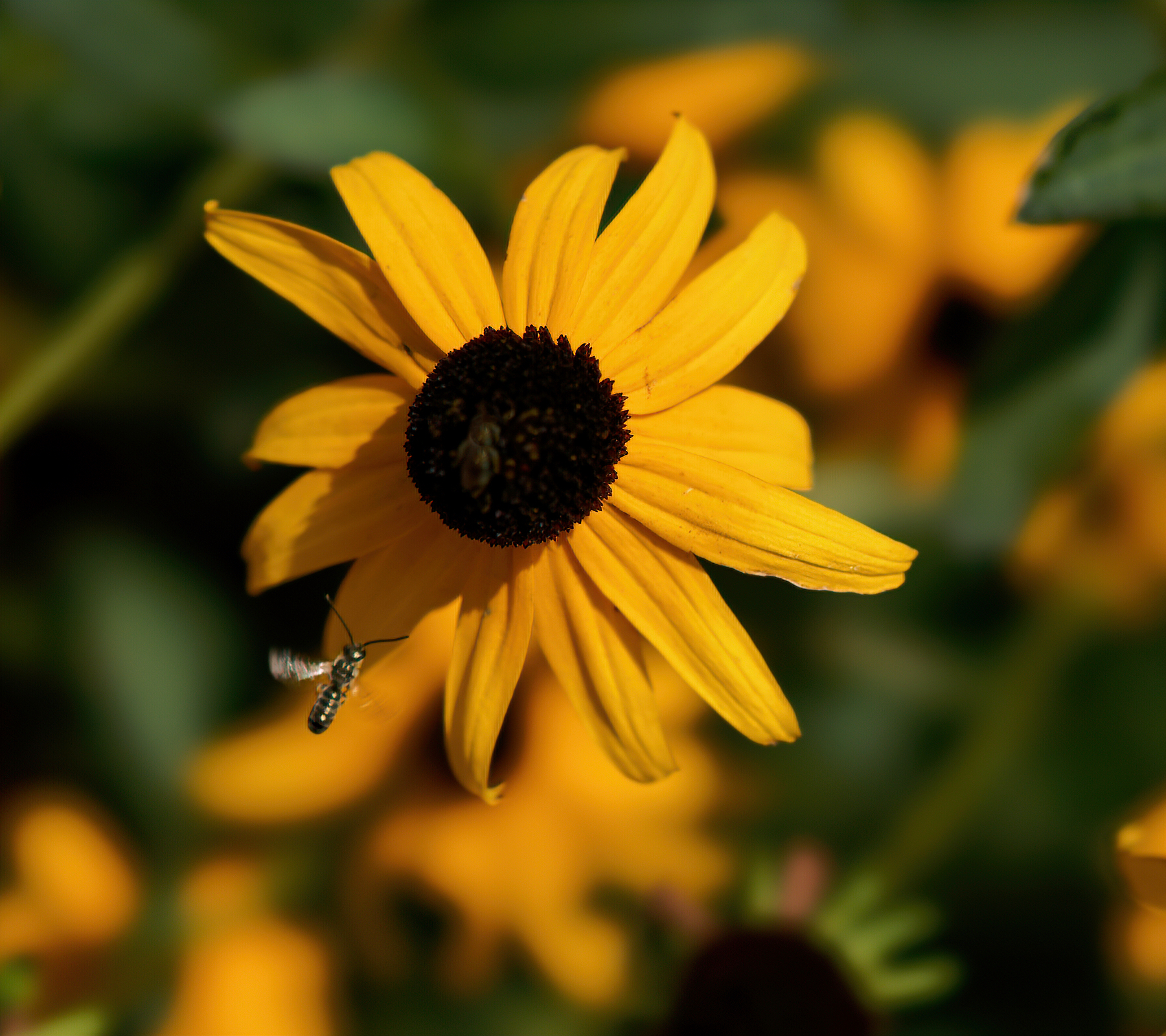 Black-Eyed Susan and Friend.jpeg