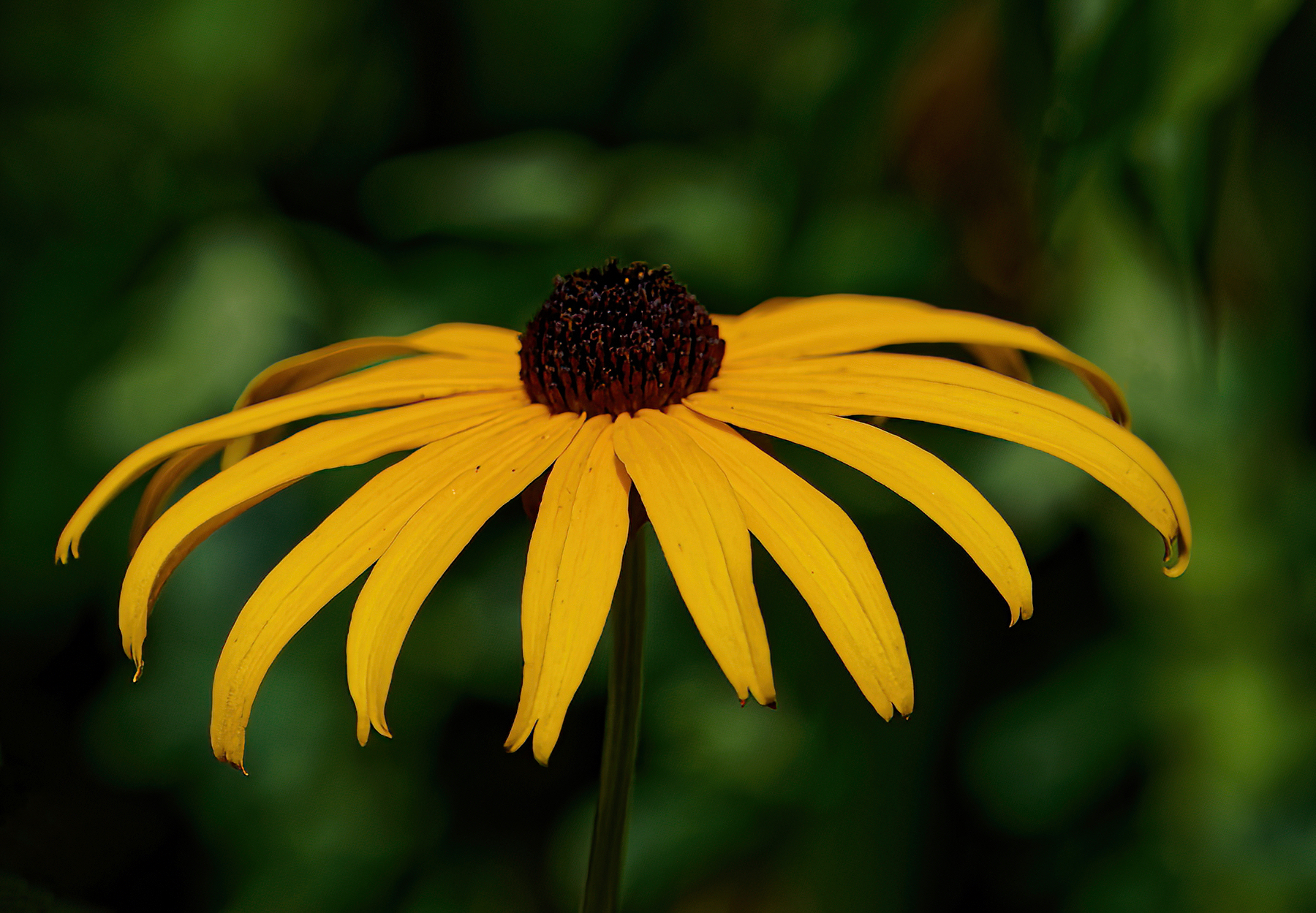 Black-Eyed Susan Greets the Sun.jpeg