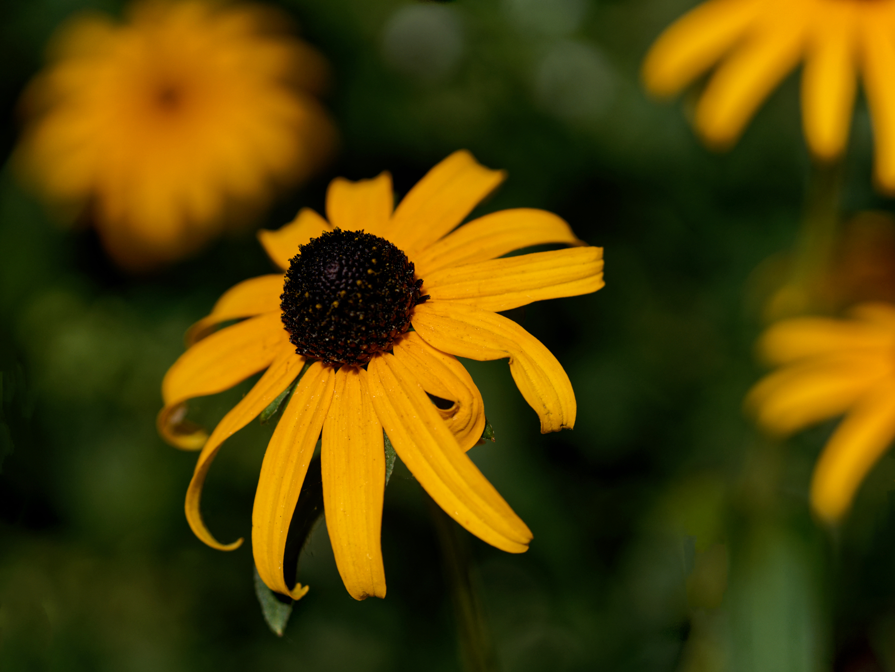 Black-Eyed Susan Smiling at the Sun.jpeg