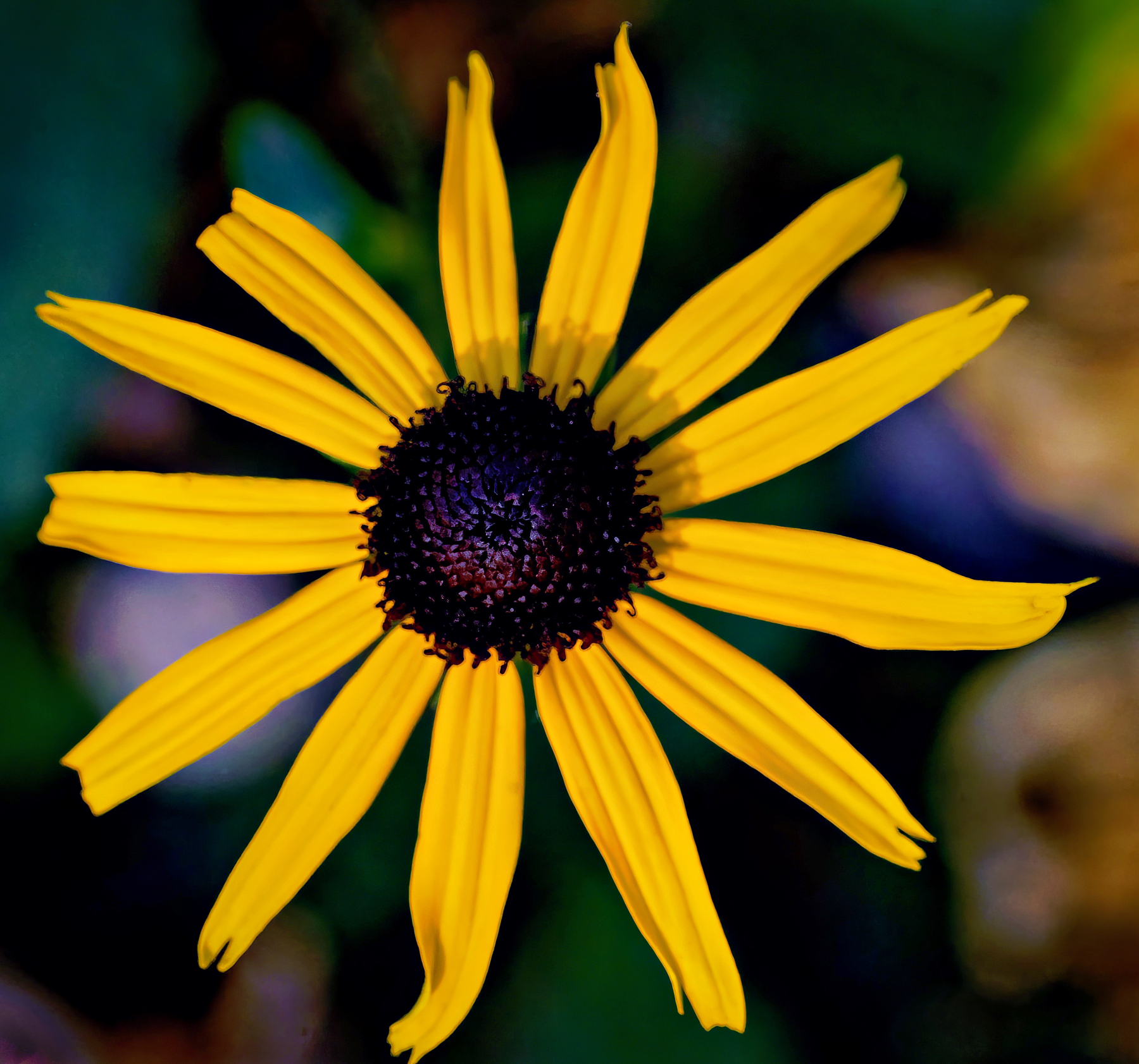 Black-Eyed Susan Still Hanging in Here.jpeg