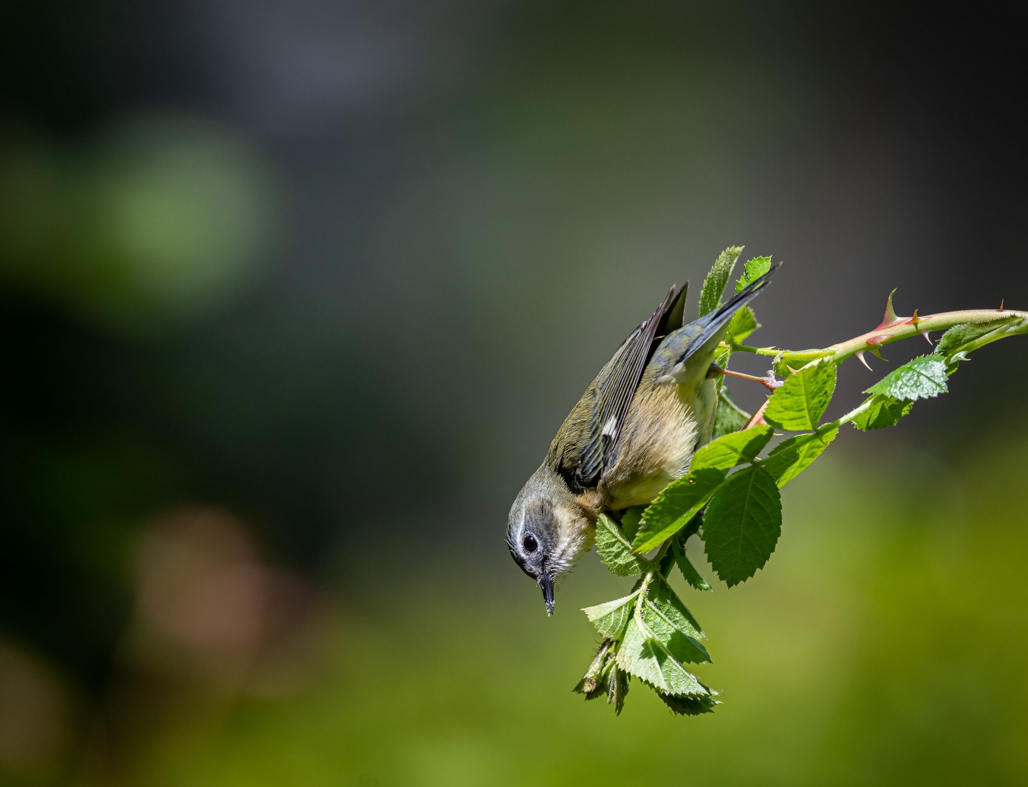 black-throated_blue_warbler_5-10-2020-2.jpg