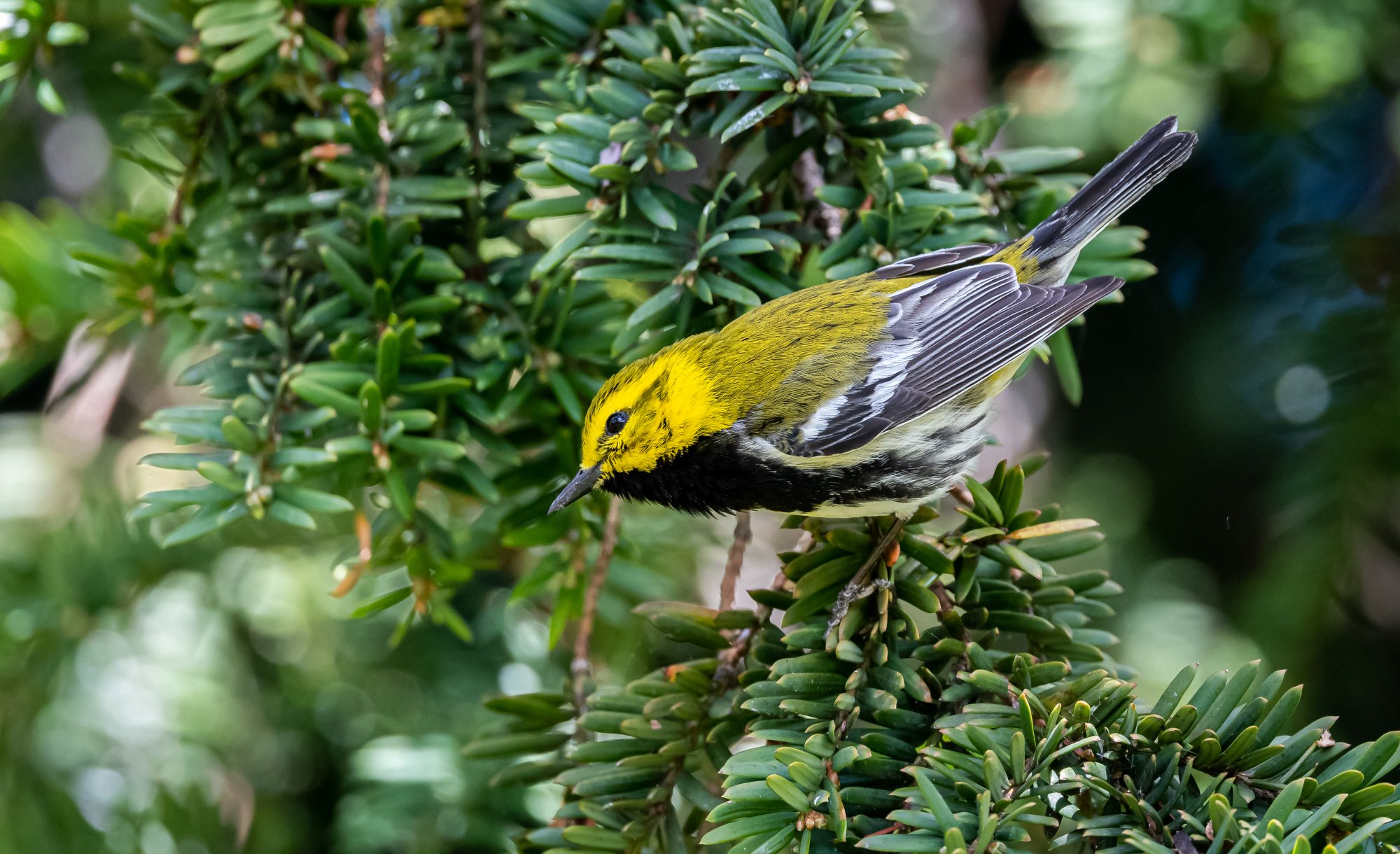 black-throated_green_warbler_5-9-2020-2.jpg