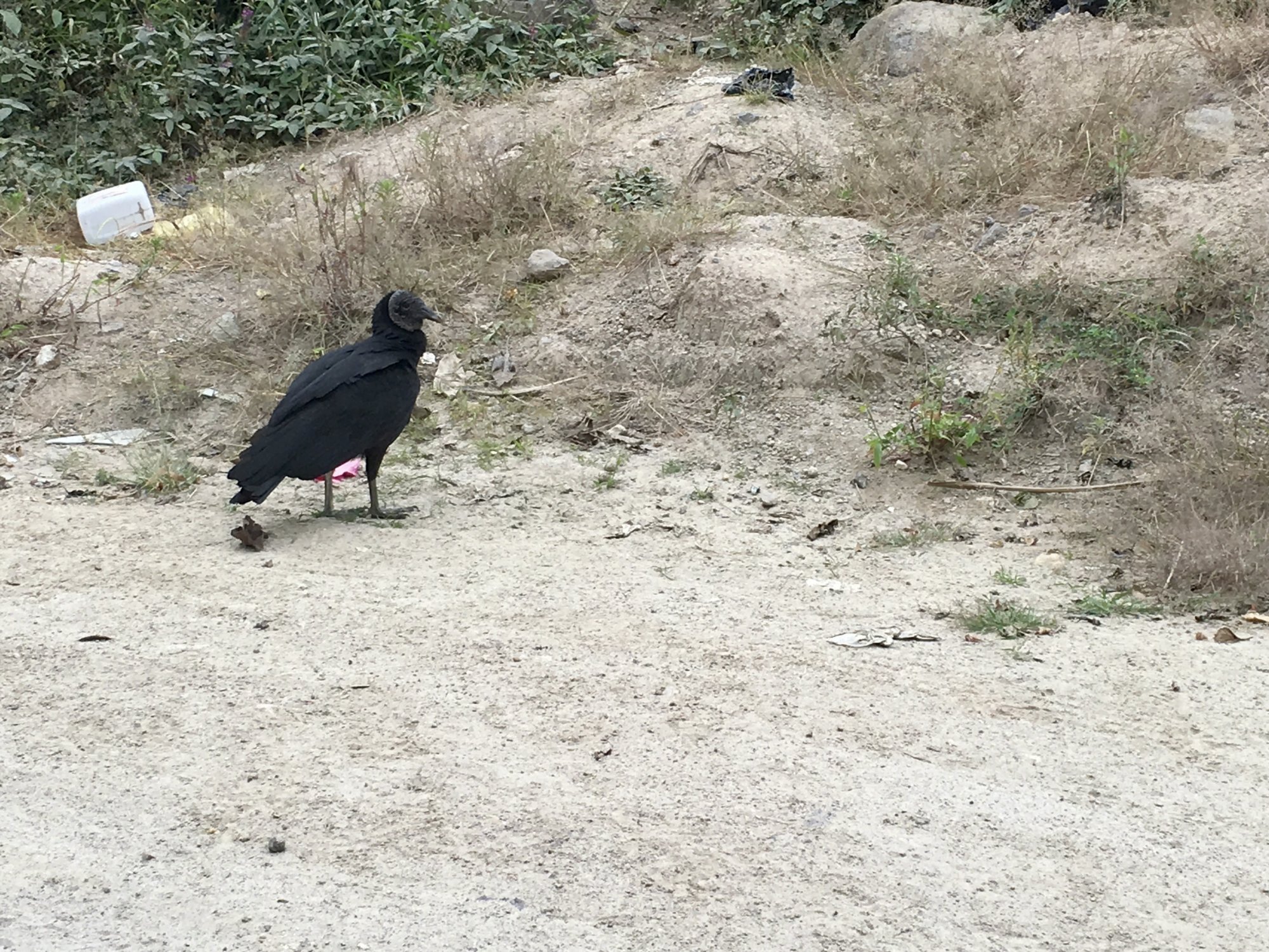 black vulture.jpg