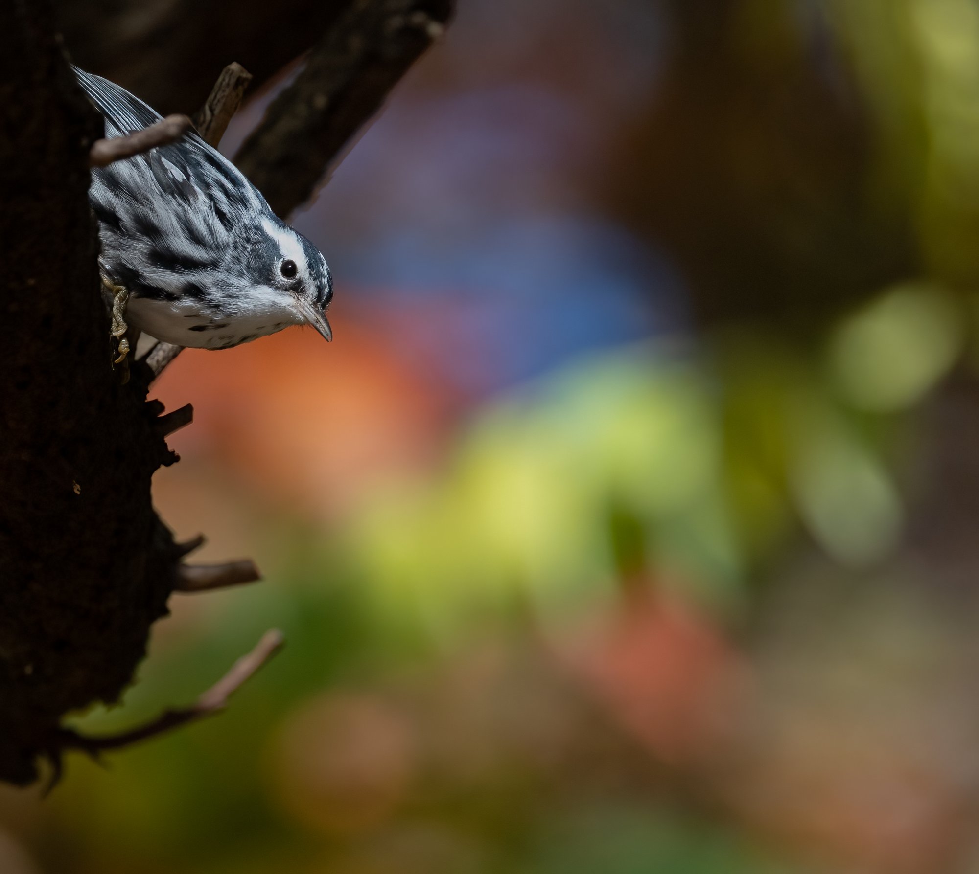 black_and_white_warbler_11-8-2020.jpg