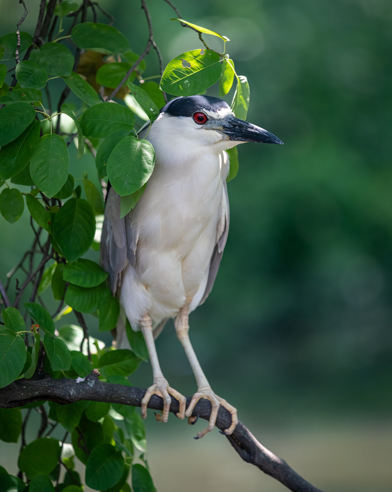 black_crowned_night_heron-1.jpg