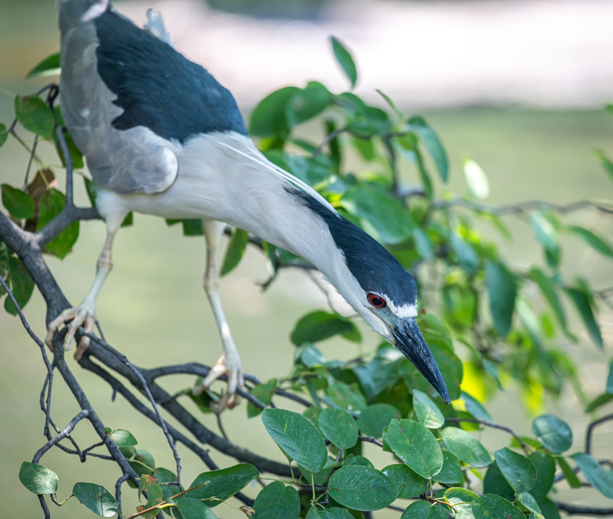 black_crowned_night_heron-2.jpg