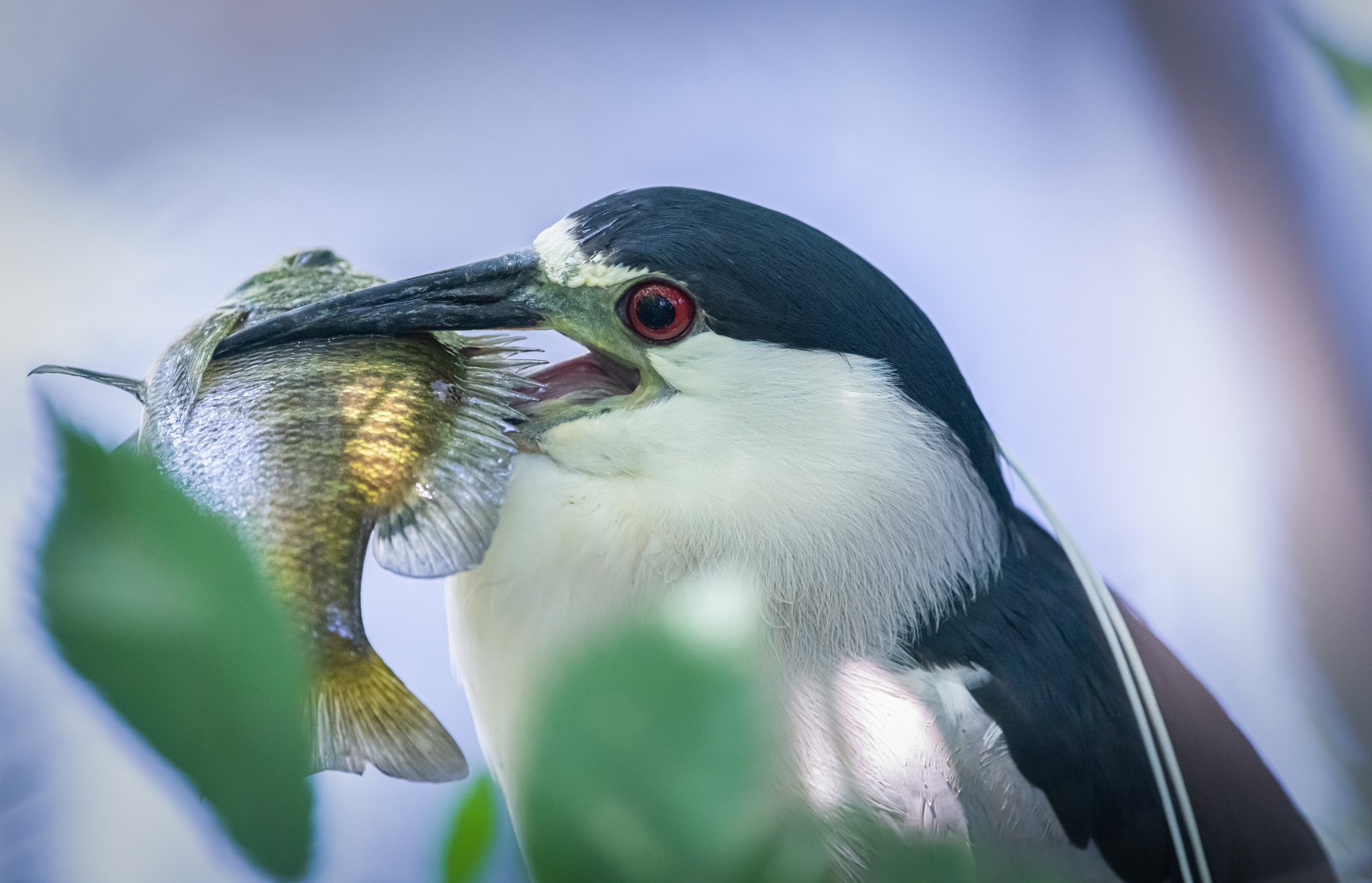 black_crowned_night_heron-4.jpg