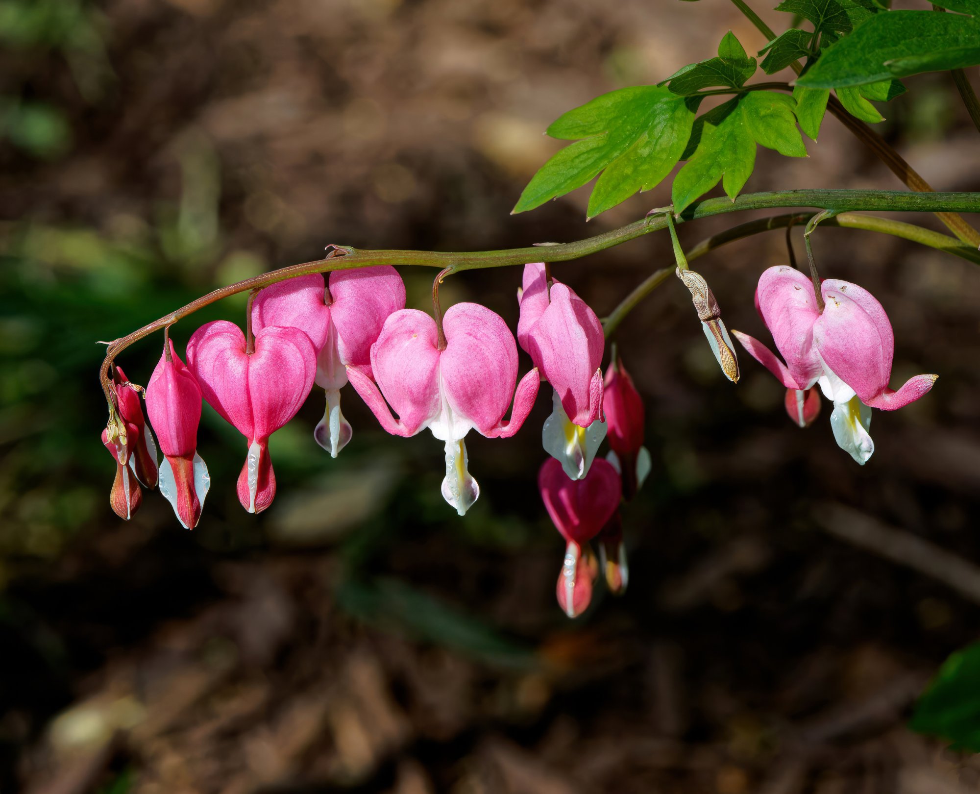 Bleeding Hearts All in a Row.jpeg