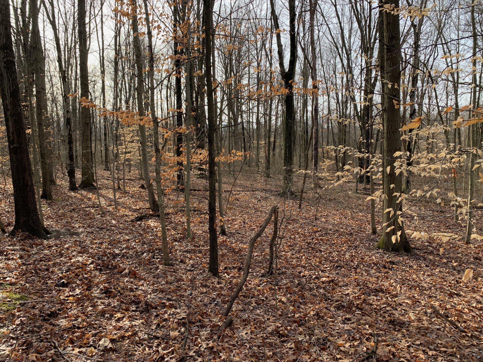 Blendon Woods - Bare trees.jpeg