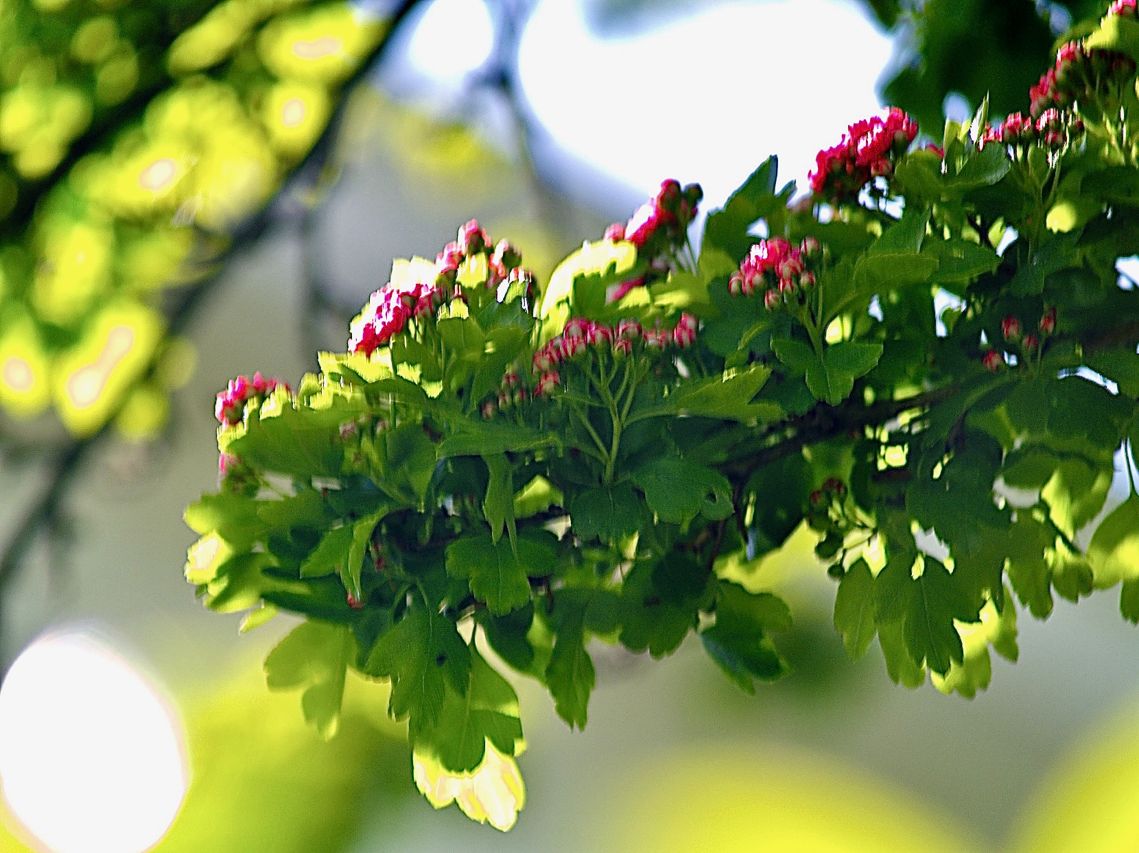 blooms - 1.jpeg