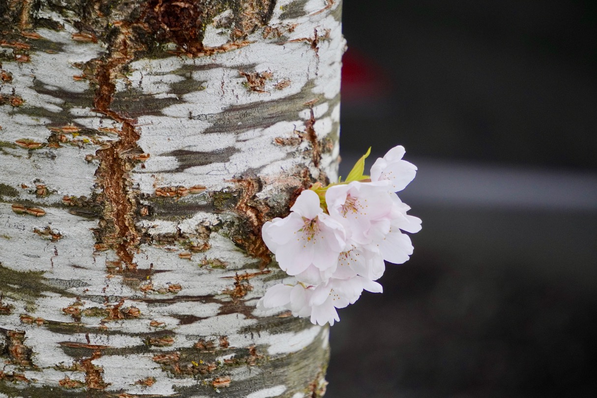 Blossom on trunk.jpg