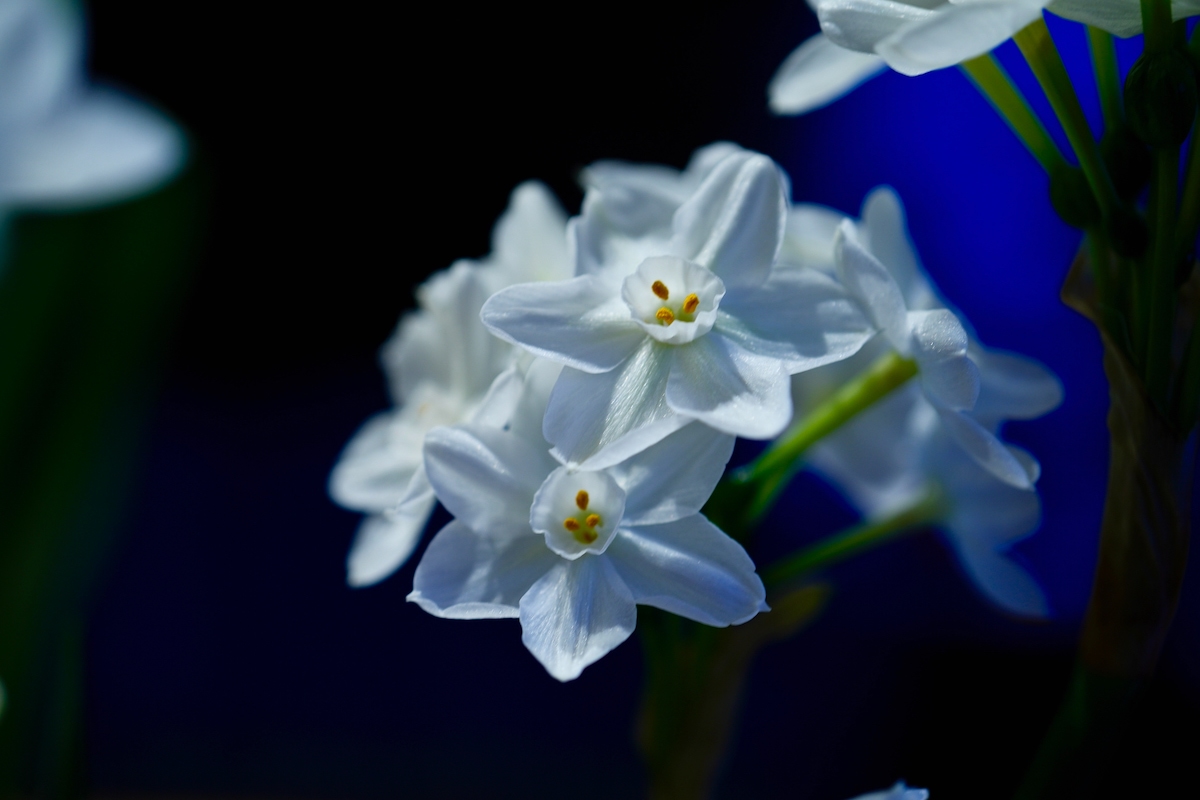 Blue and black background Narcissus.jpeg