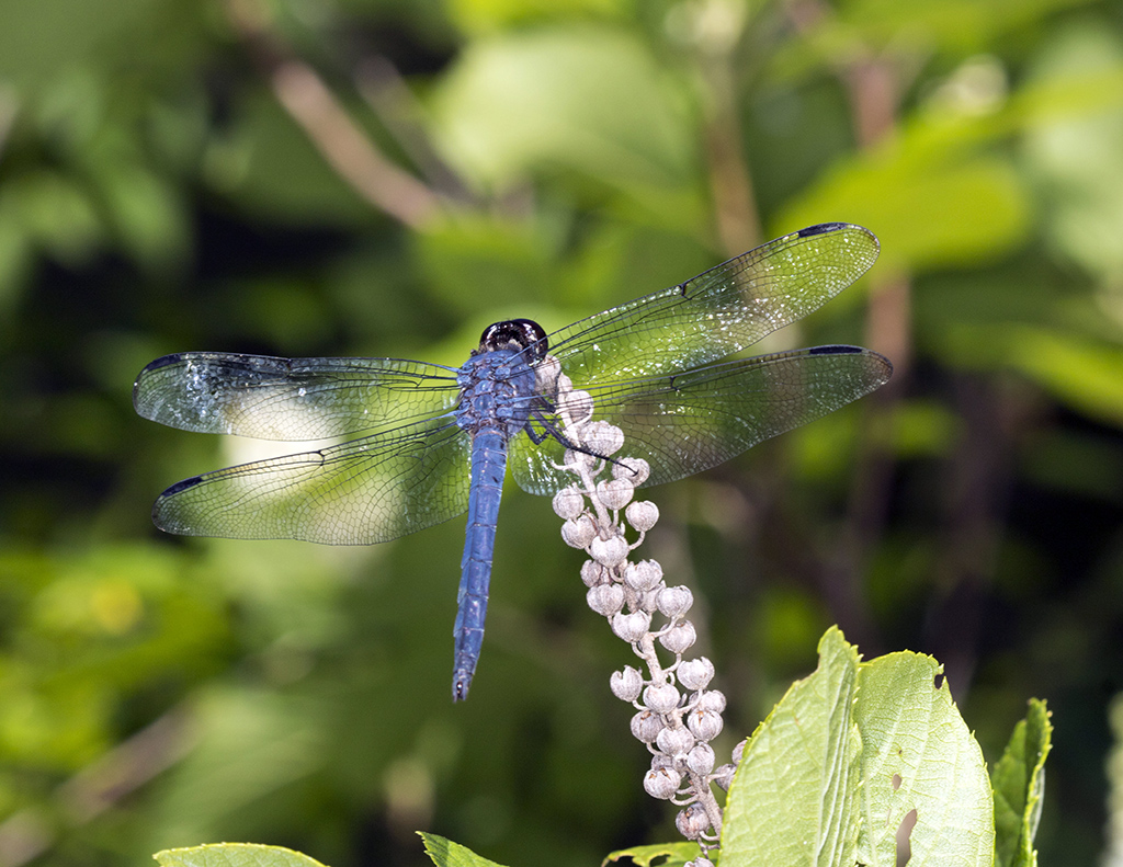 blue dragonfly1024.jpg