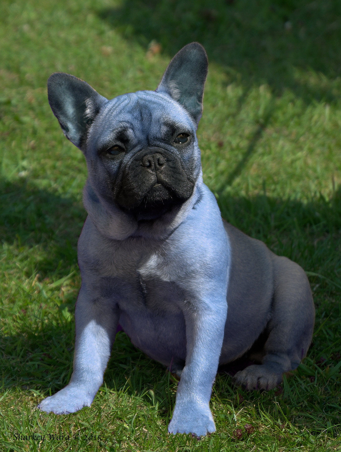 Blue French Bulldog Pup1.jpg