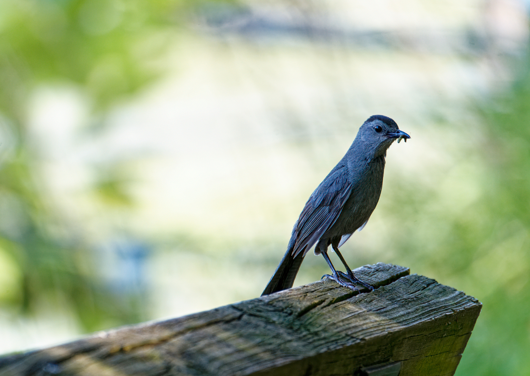 Blue-Gray Gnatcatcher on Bench.jpeg