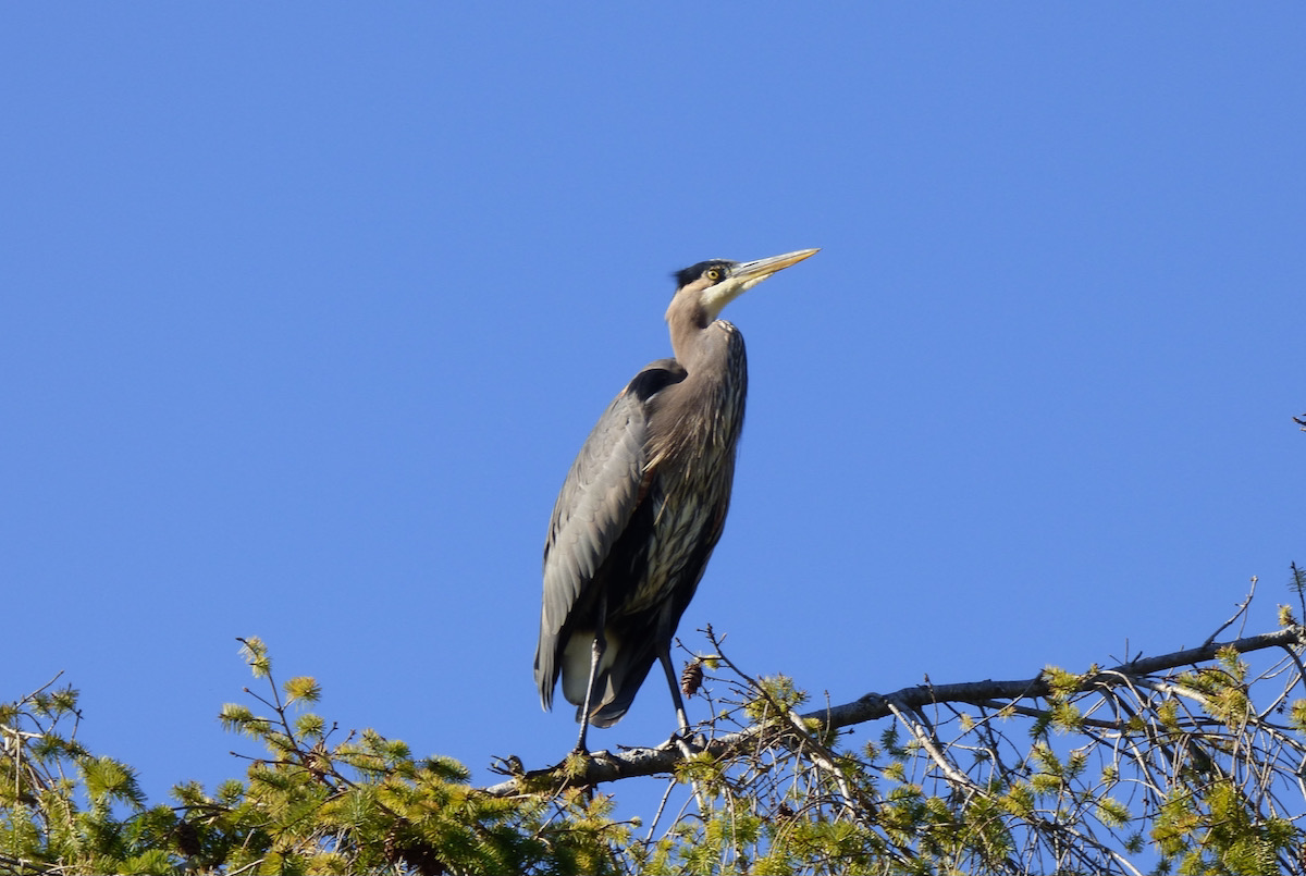 Blue Heron 2.jpeg