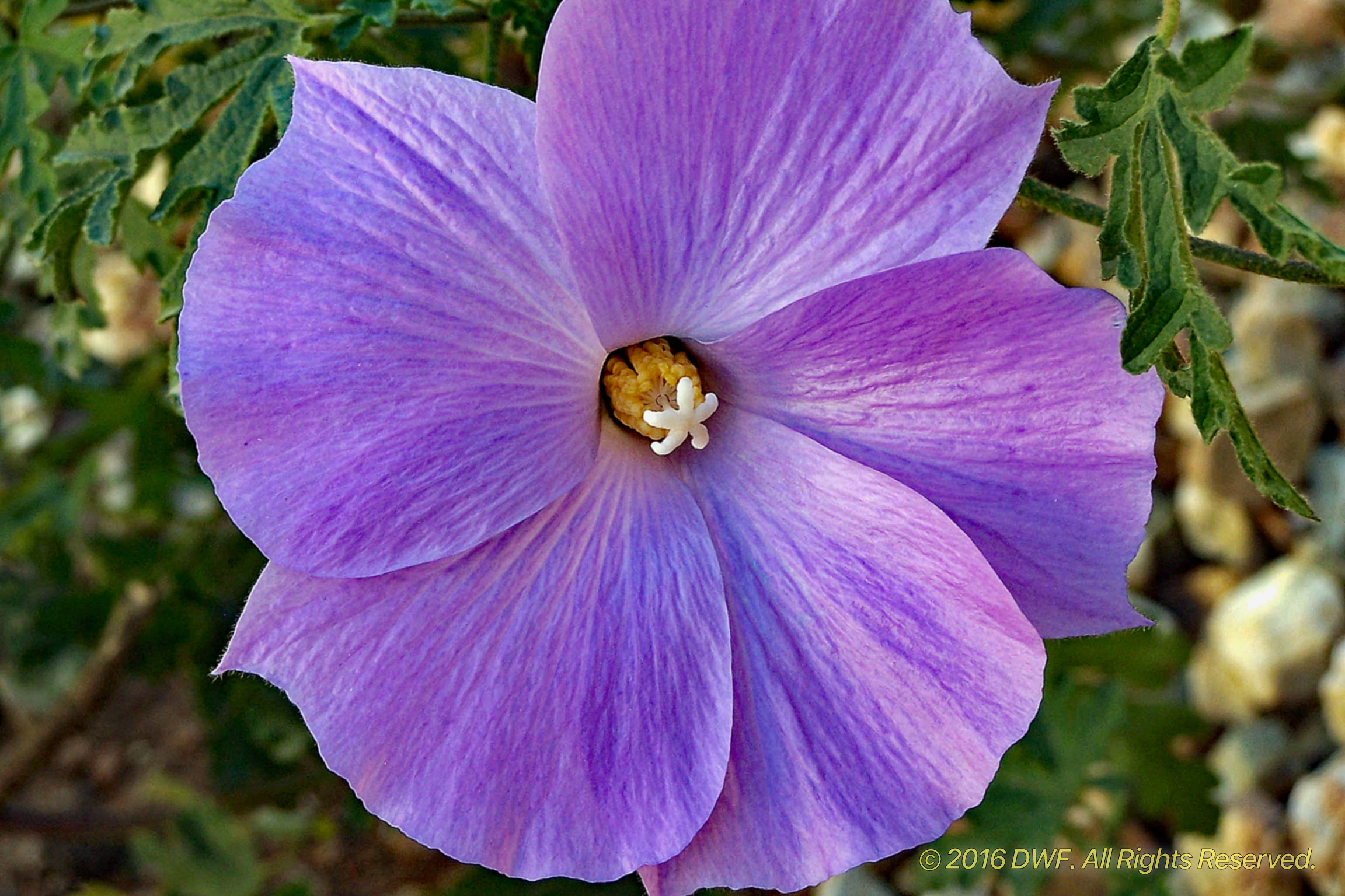 Blue-Hibiscus.jpg