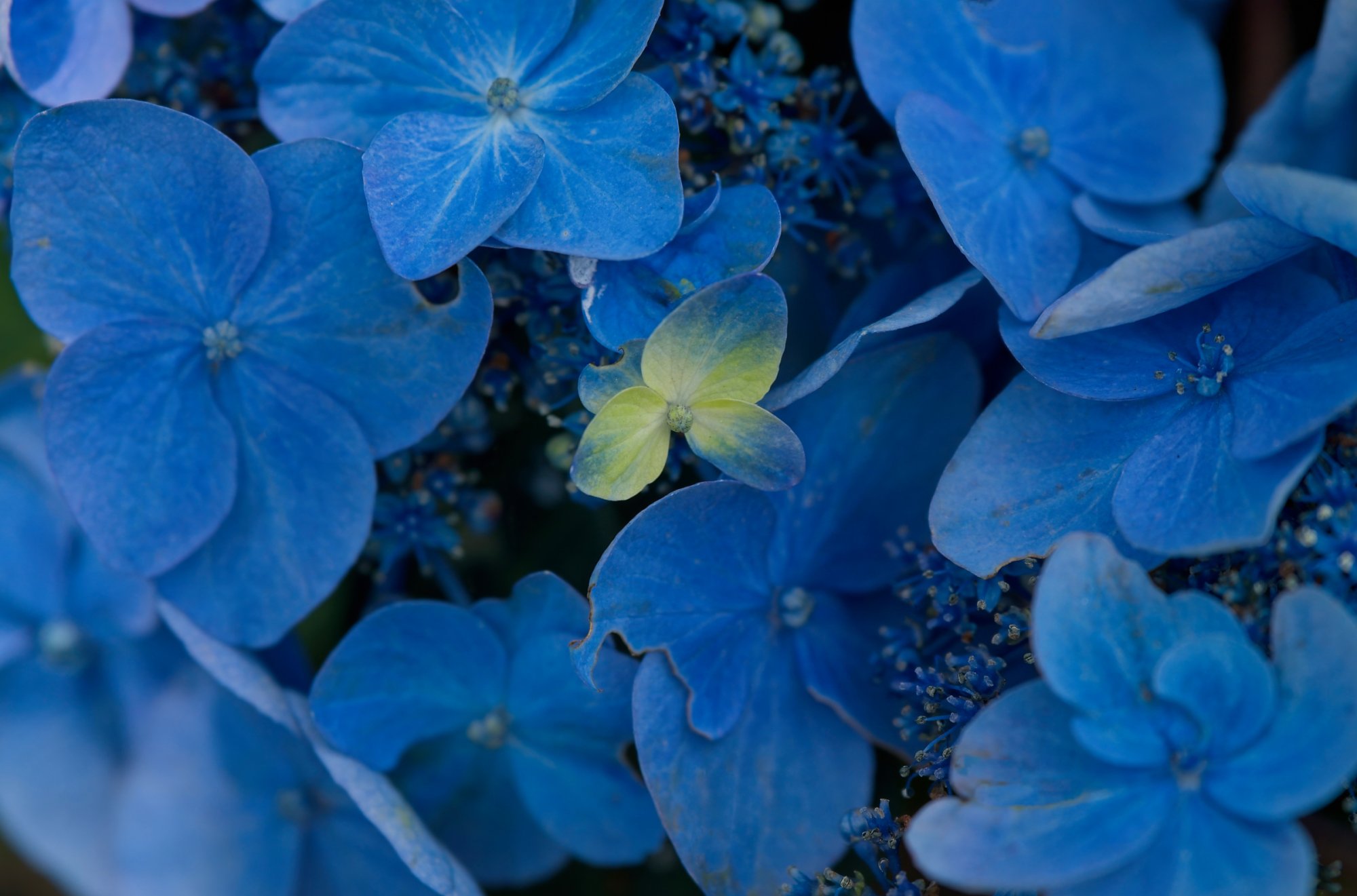 Blue Hydrangeas in Bloom With a Touch of Yellow.jpeg