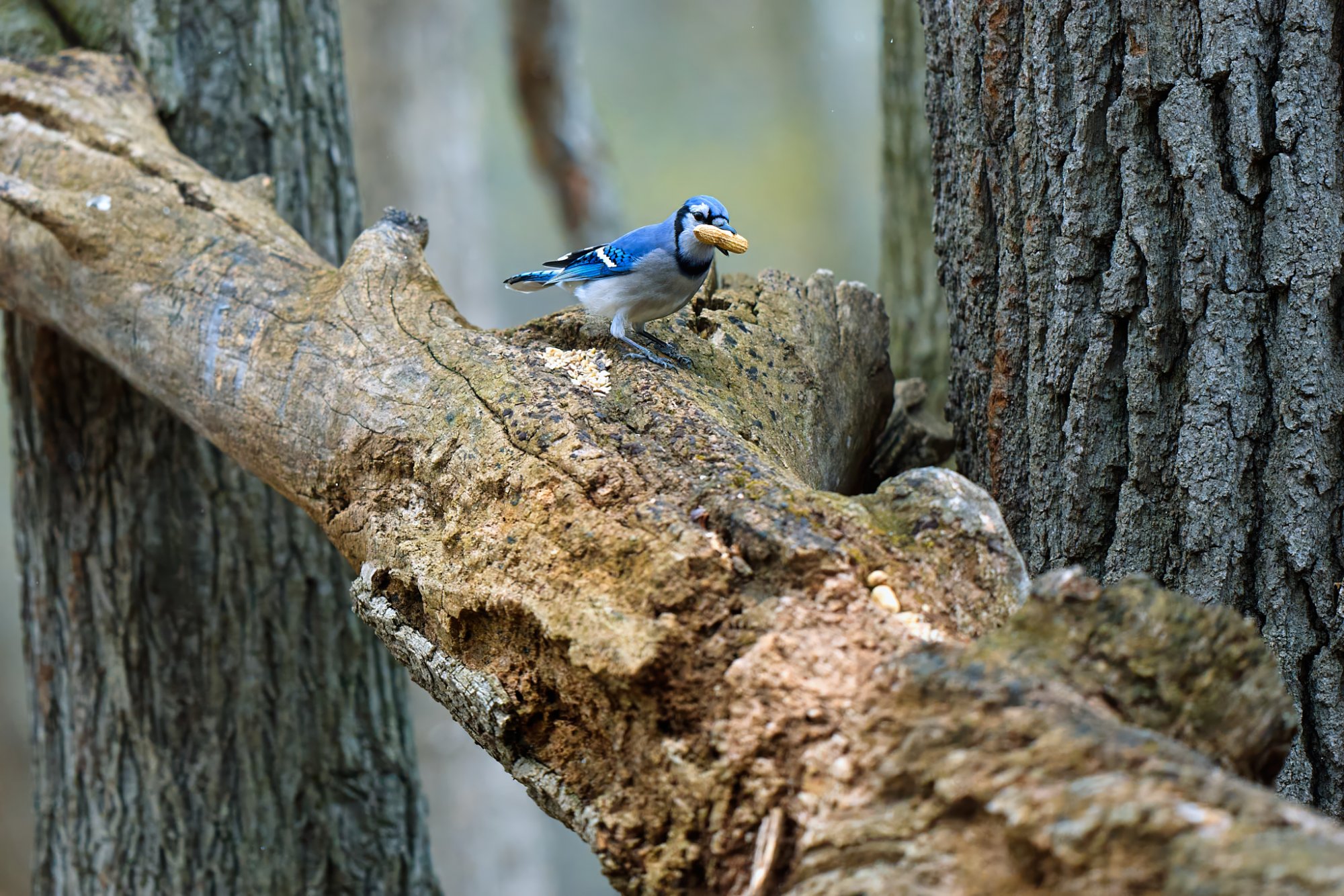 blue-jay-0007-24-06-06.jpg