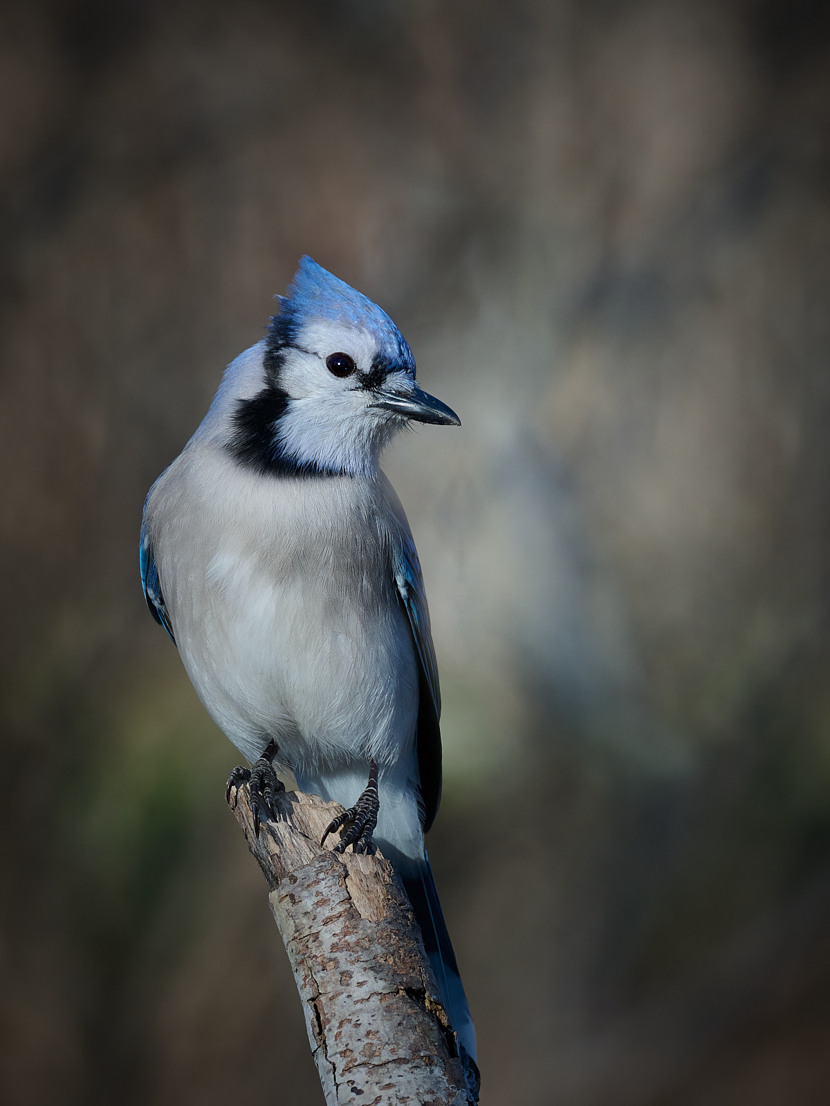 Blue Jay 1.jpg