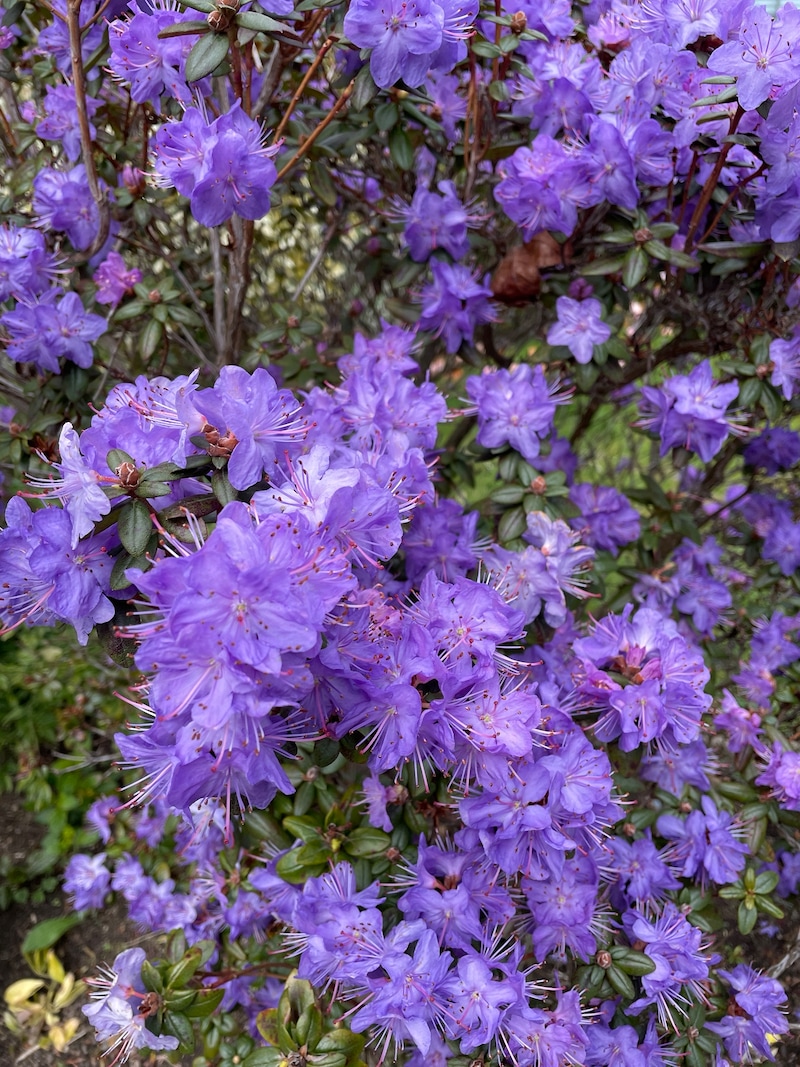 Blue purple azalea rhodos.jpeg