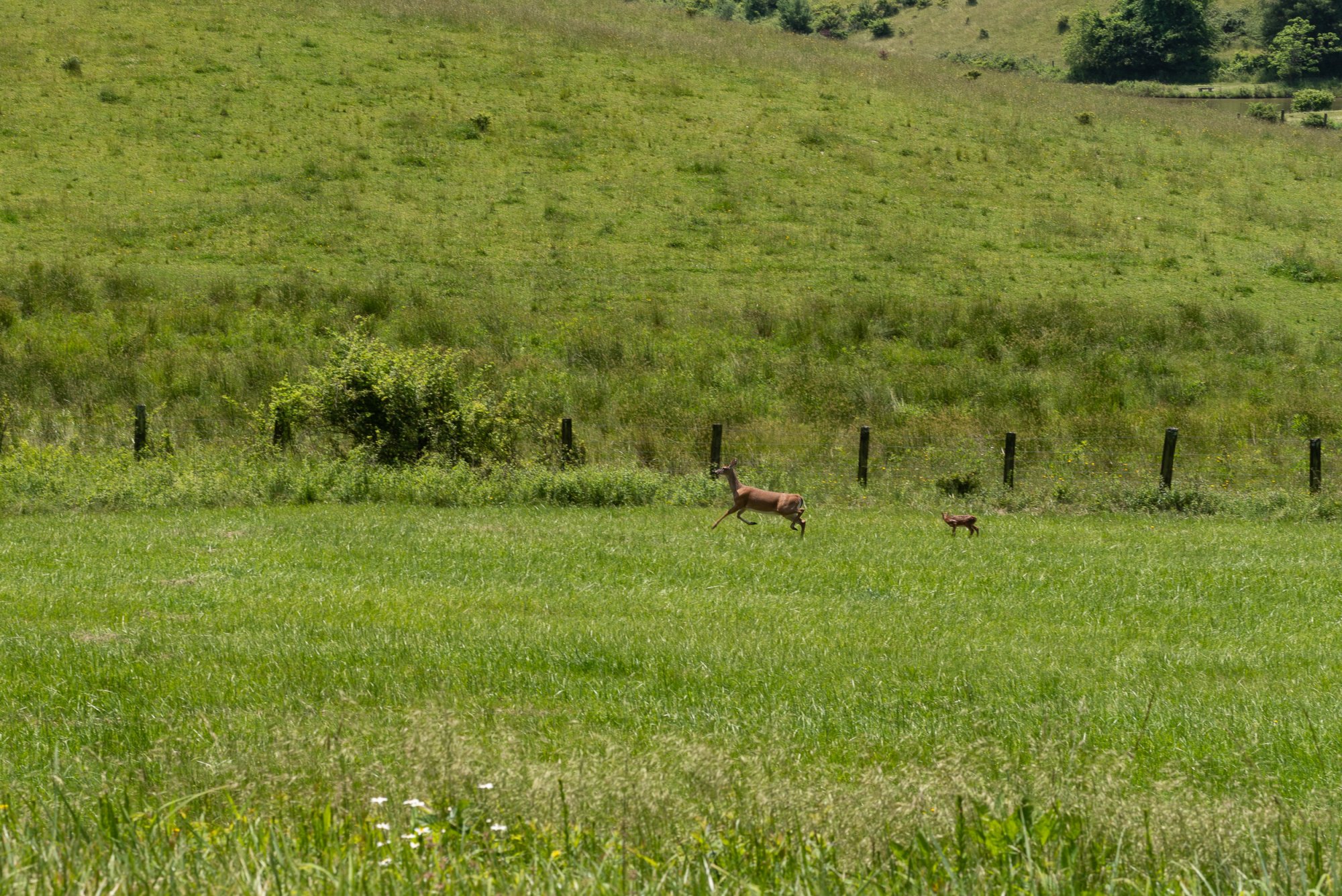 Blue Ridge Parkway 2500px-5.jpg