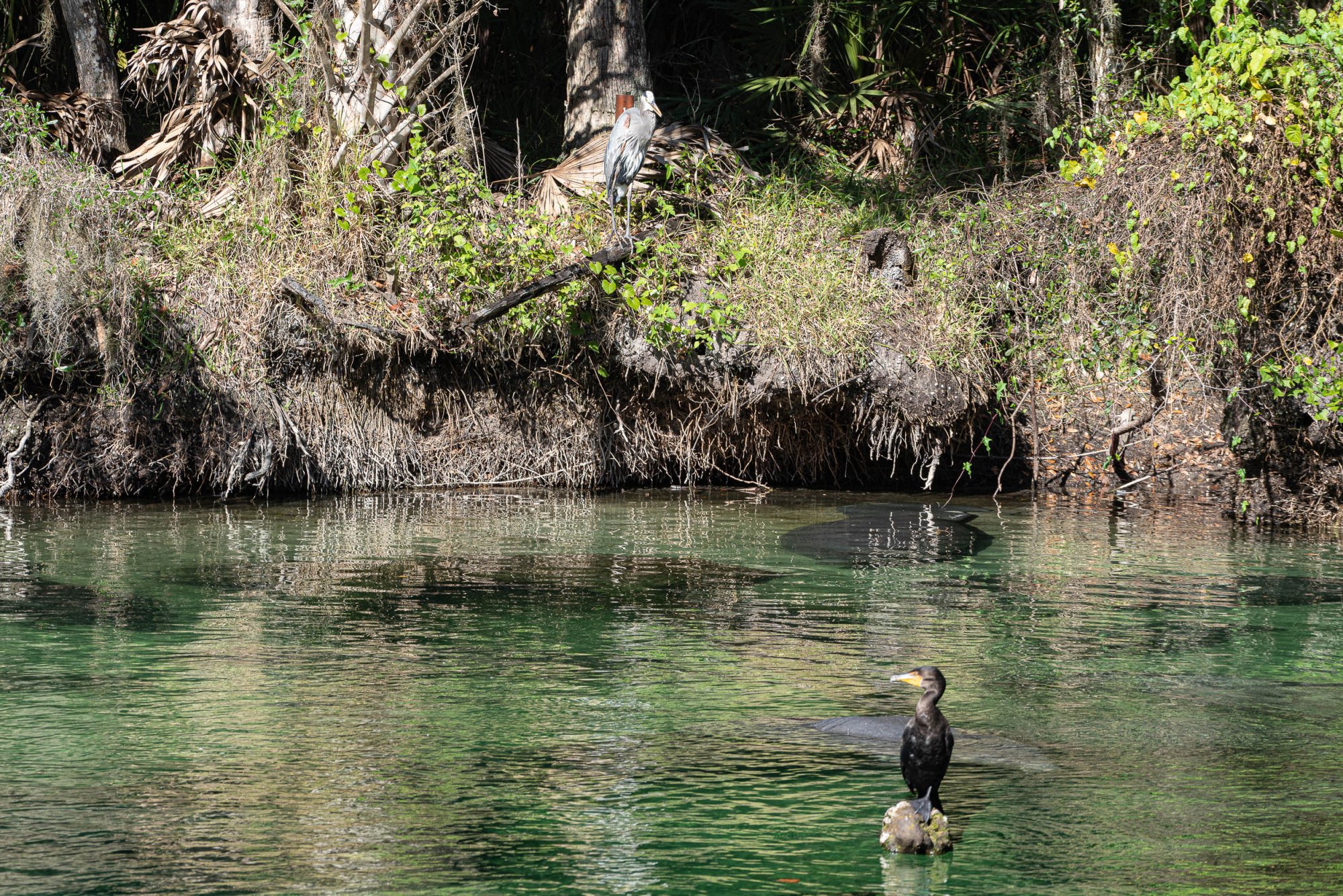 Blue Springs-2500px-6.jpg