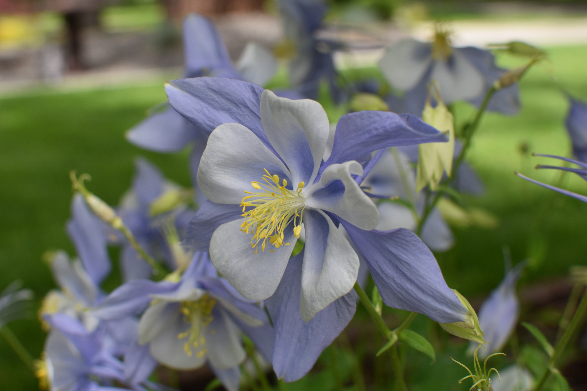 blue&white_columbine-2.jpeg