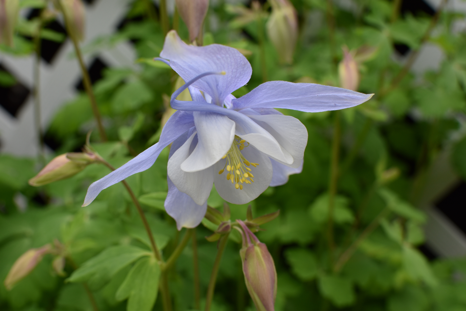 blue&white_columbine.jpeg