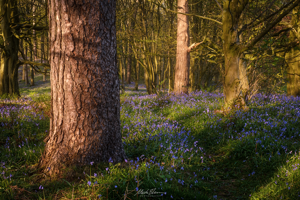 Bluebell Walk small PL.png