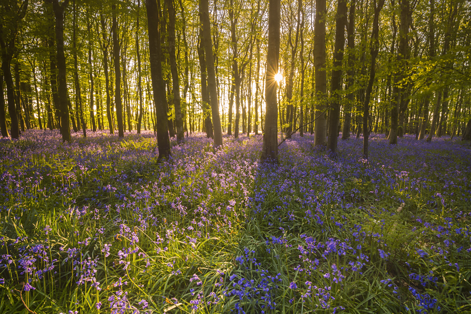 Bluebell Wood small.png